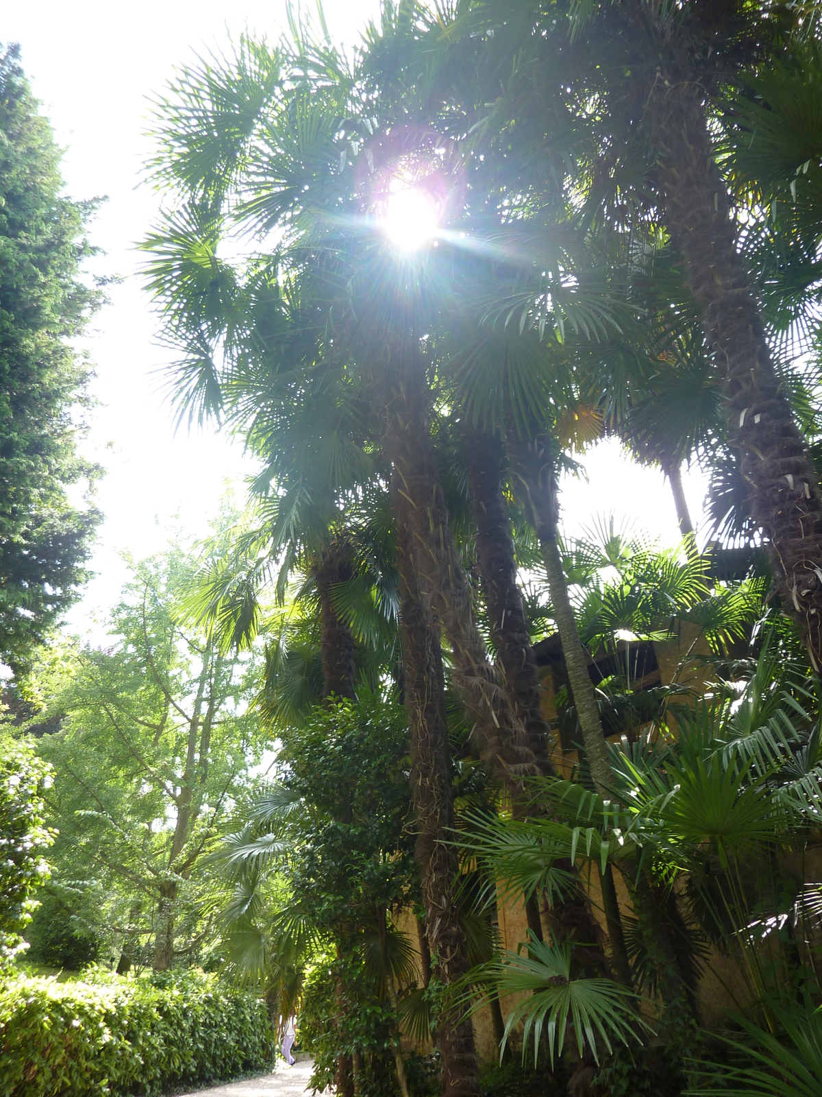 รูปถ่าย อิตาลี(Italy) วิลลาปัลลาวีชีโน(Villa Pallavicino) 2009-06 95