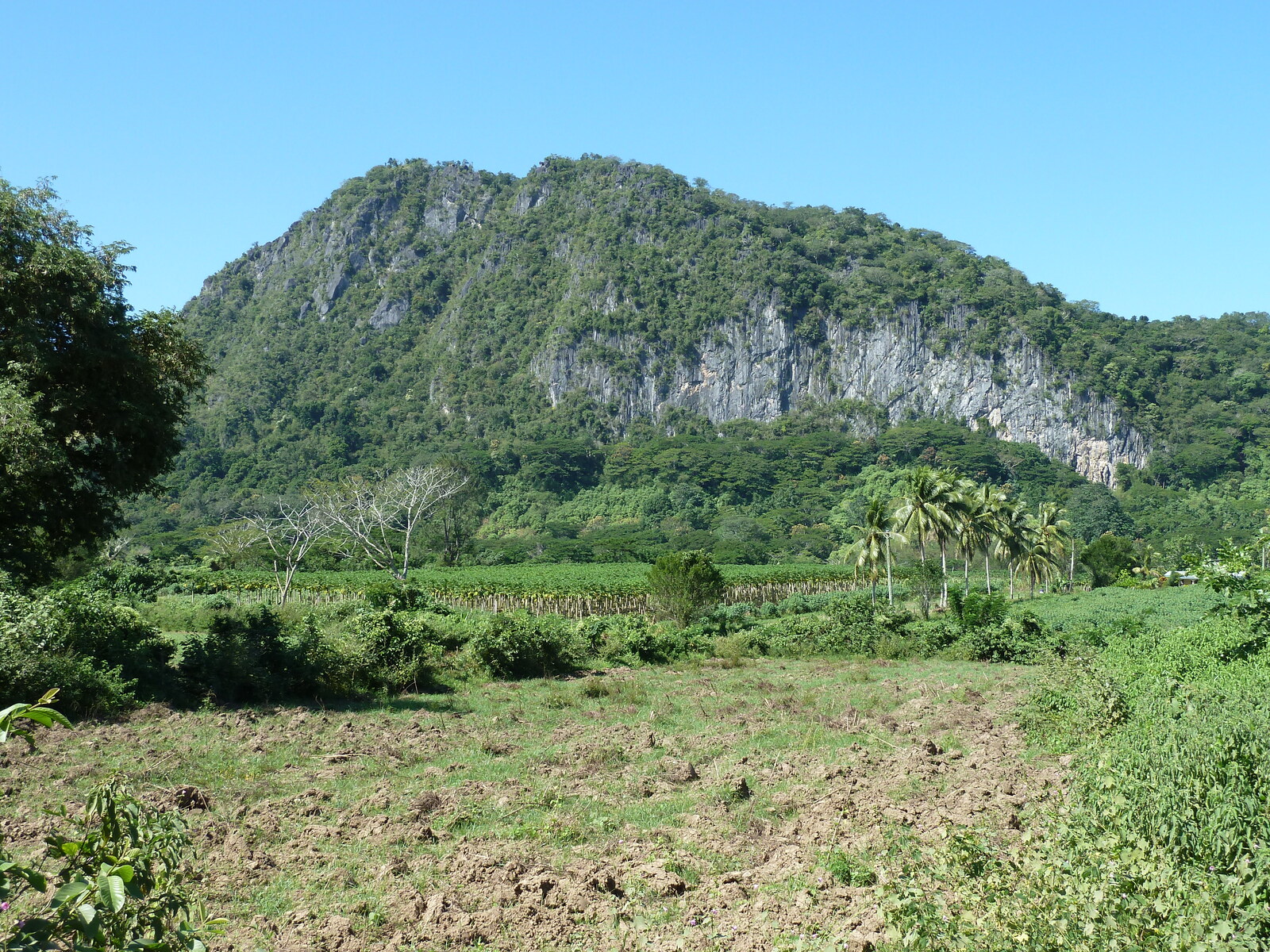 รูปถ่าย ฟิจิ(Fiji) แม่น้ำซิงกาโตกา(Sigatoka river) 2010-05 5