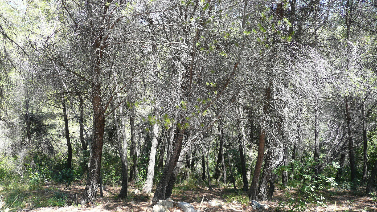 รูปถ่าย ฝรั่งเศส(France) ลาโกด(La Gaude) 2007-07 113