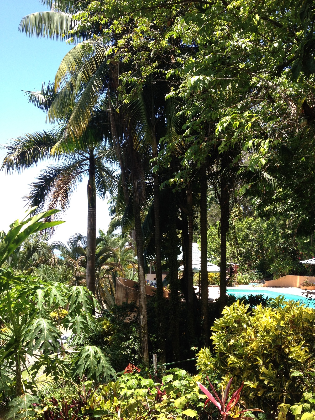 รูปถ่าย คอสตาริกา(Costa Rica) มานวยล์อันโตนีโอ(Manuel Antonio) 2015-03 3