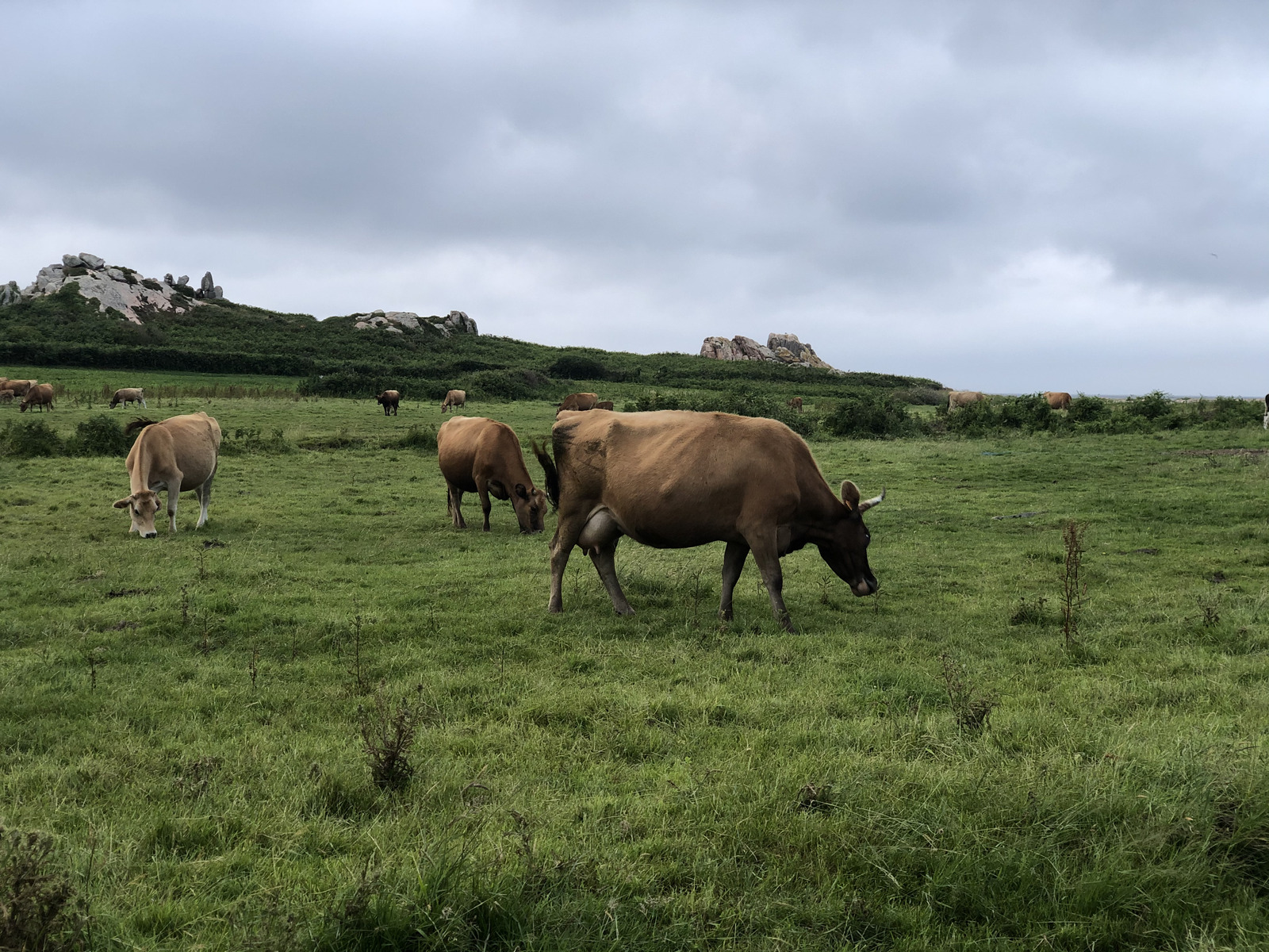 รูปถ่าย ฝรั่งเศส(France) เกาะเบรอา(Brehat Island) 2020-06 45