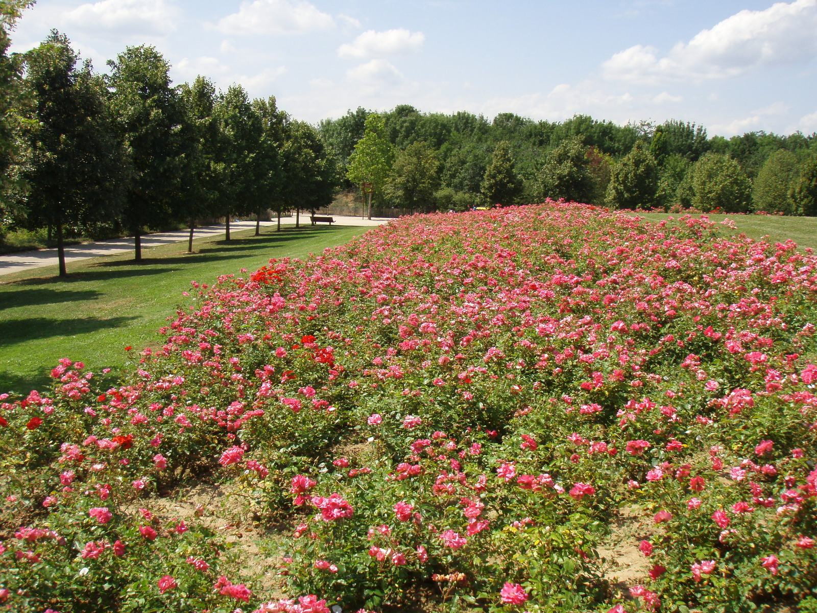 รูปถ่าย ฝรั่งเศส(France) วีลเนิฟ-ลา-การาน(Villeneuve La Garenne) สวนช็องเตอแรน(Parc des Chanteraines) 2007-07 7