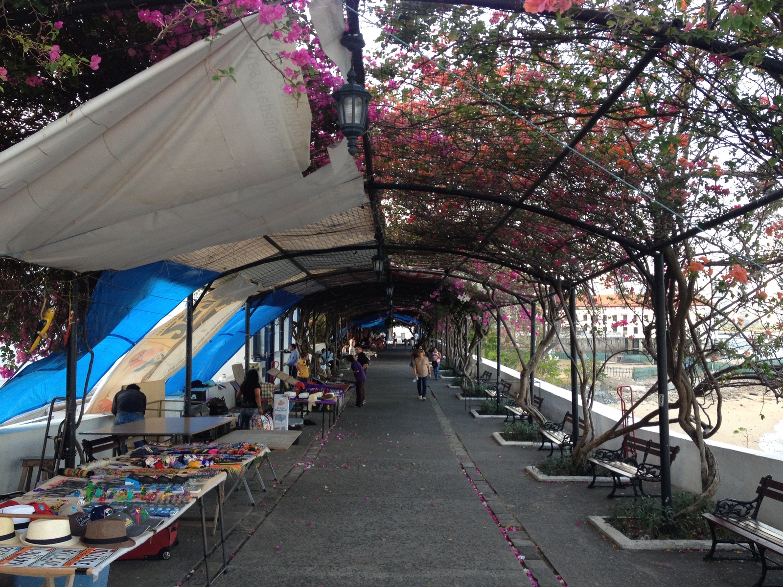 รูปถ่าย ปานามา(Panama) ปานามาซิตี(Panama City) 2015-03 257