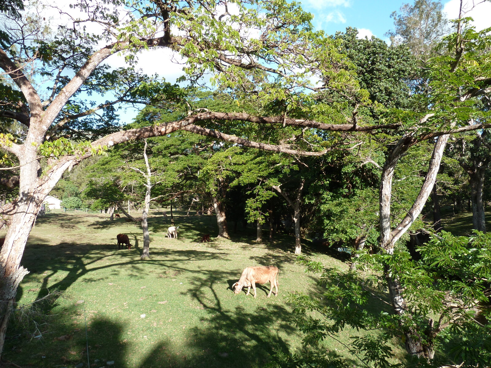 รูปถ่าย นิวแคลิโดเนีย(New Caledonia) ถนนจากกานาลาไปลาฟัว(Canala to La Foa road) 2010-05 7