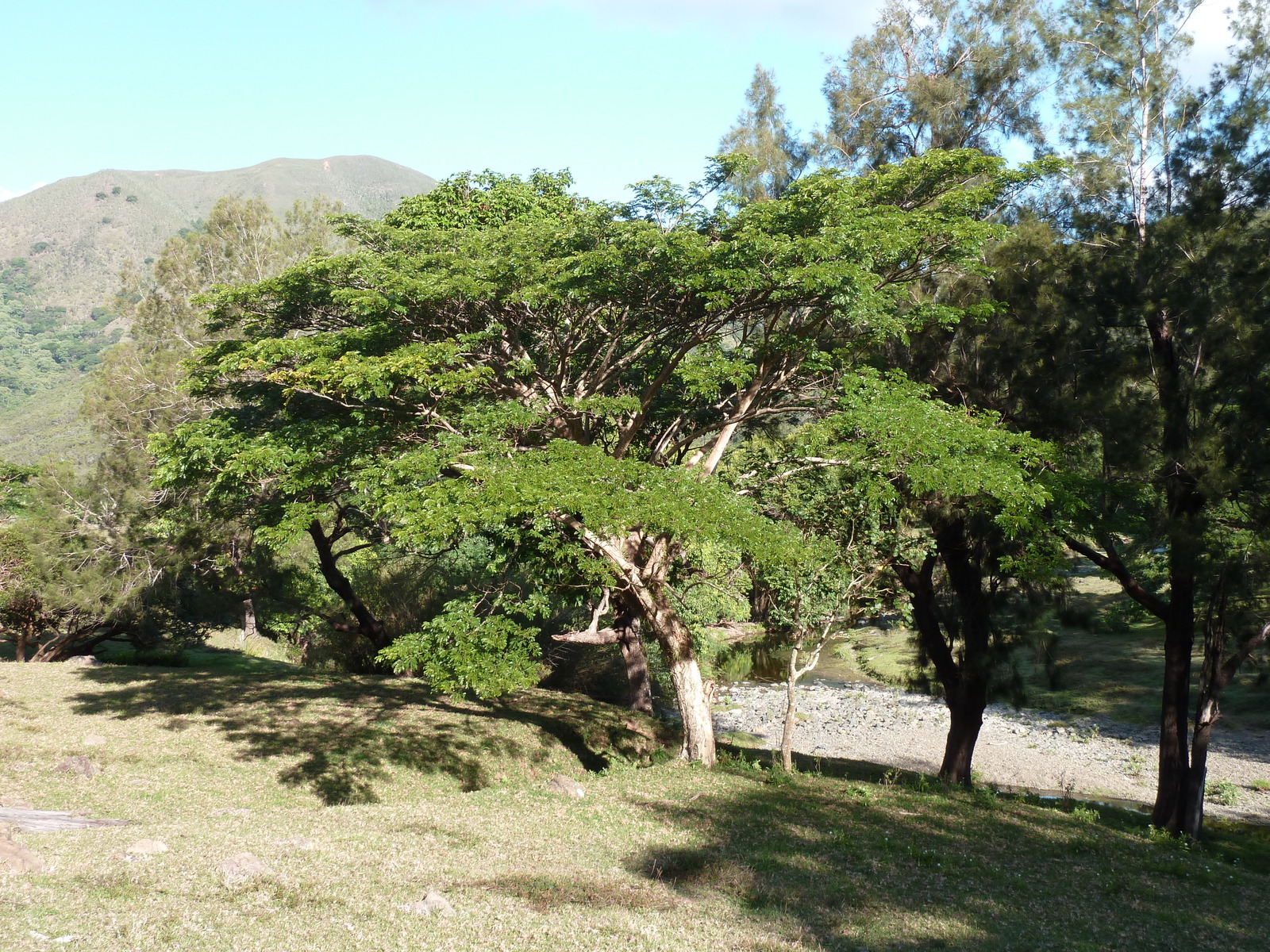 รูปถ่าย นิวแคลิโดเนีย(New Caledonia) ถนนจากกานาลาไปลาฟัว(Canala to La Foa road) 2010-05 60