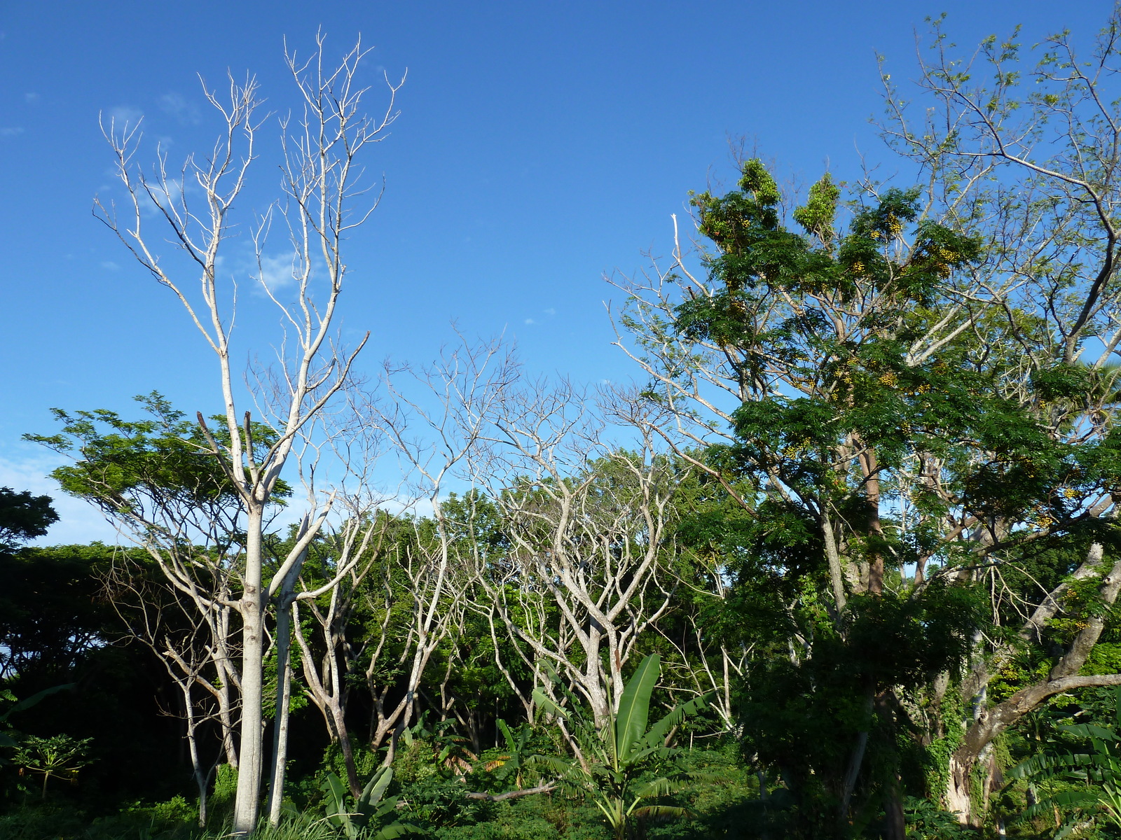 รูปถ่าย ฟิจิ(Fiji) ถนนจากนาดีไปซิงกาโตกา(Nadi to Sigatoka road) 2010-05 6