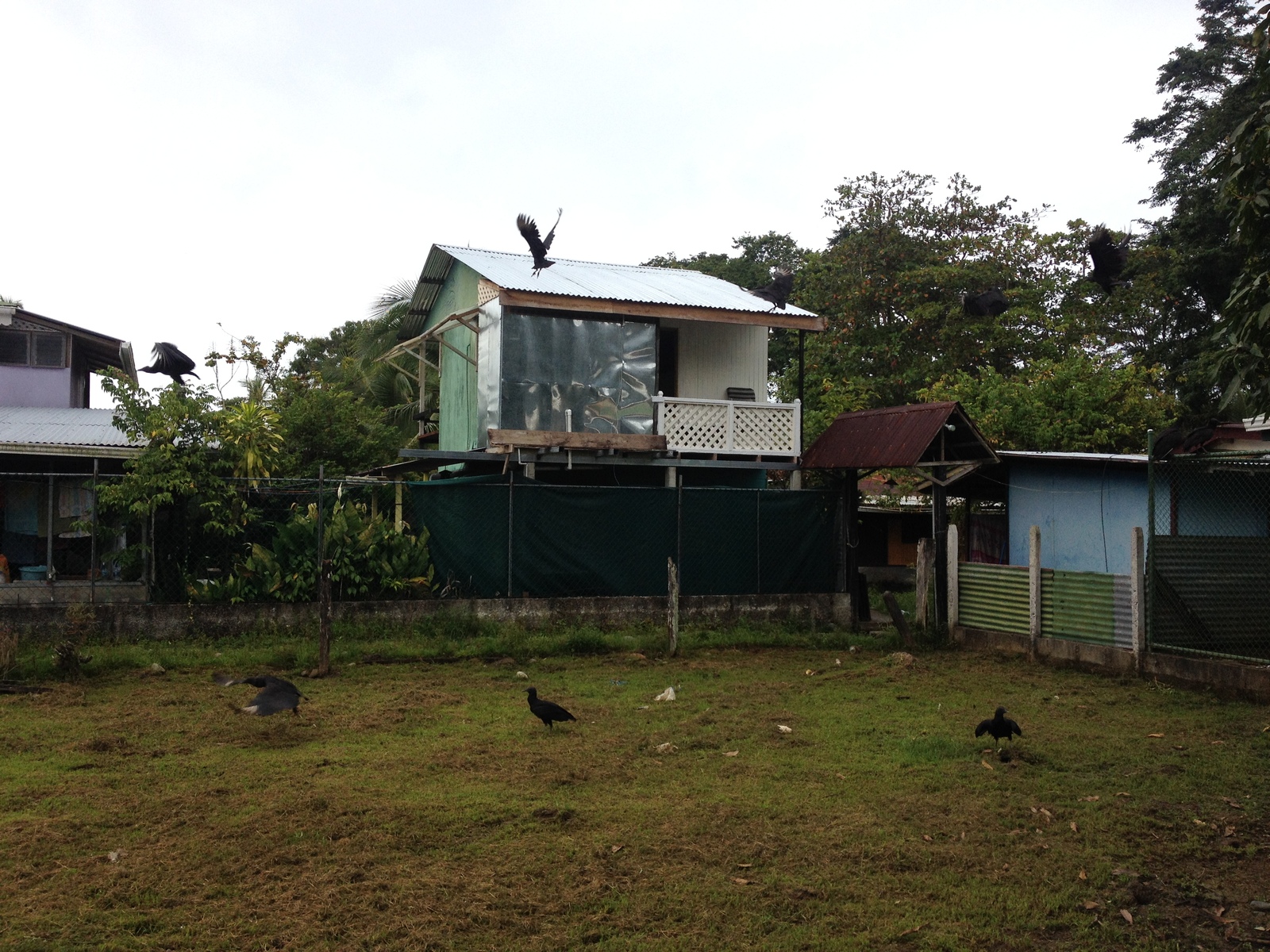 รูปถ่าย คอสตาริกา(Costa Rica) ปวยร์โตเบียโฆเดตาลามังกา(Puerto Viejo de Talamanca) 2015-03 38