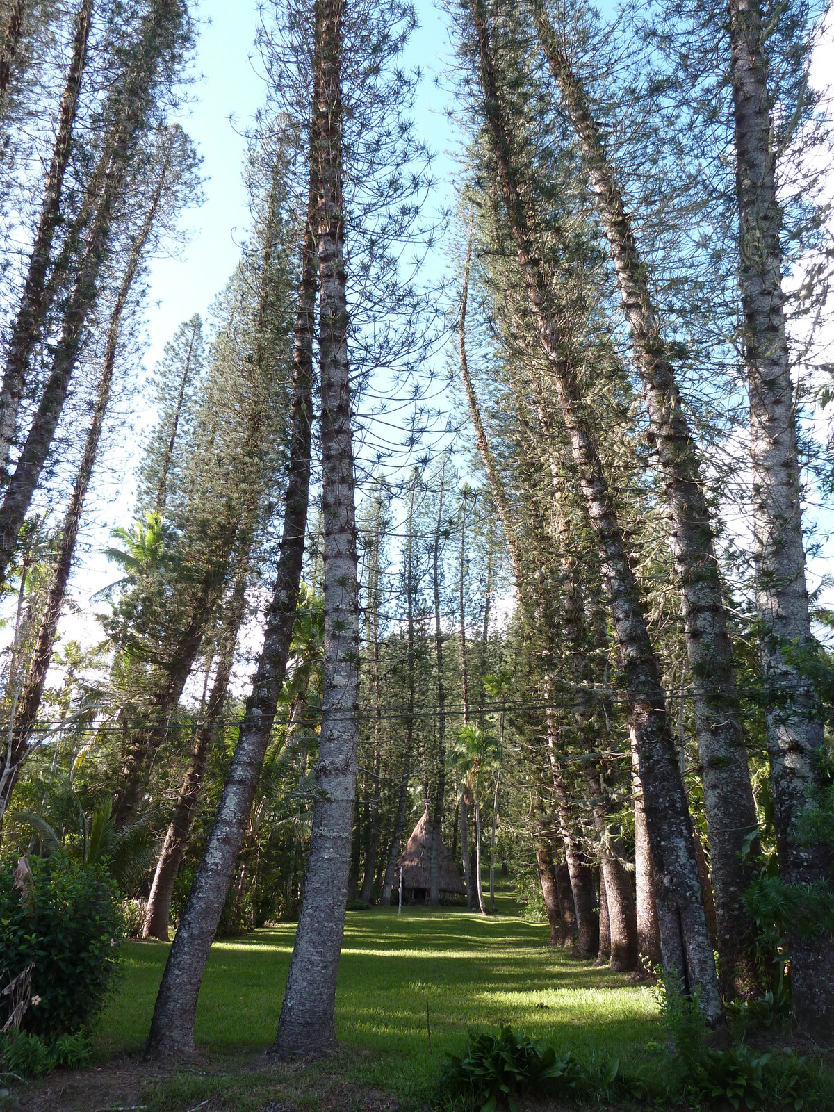 รูปถ่าย นิวแคลิโดเนีย(New Caledonia) 2010-05 113