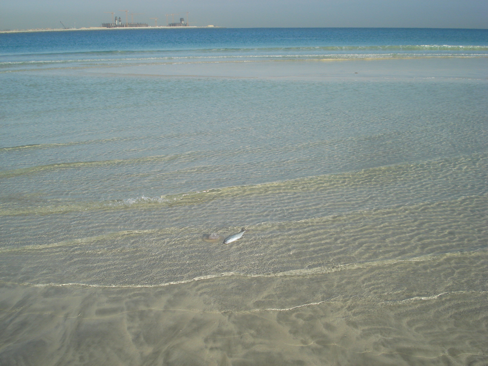 รูปถ่าย สหรัฐอาหรับเอมิเรตส์(United Arab Emirates) ดูไบ(Dubai) หาดจุมัยเราะห์(Jumeirah Beach) 2007-03 2