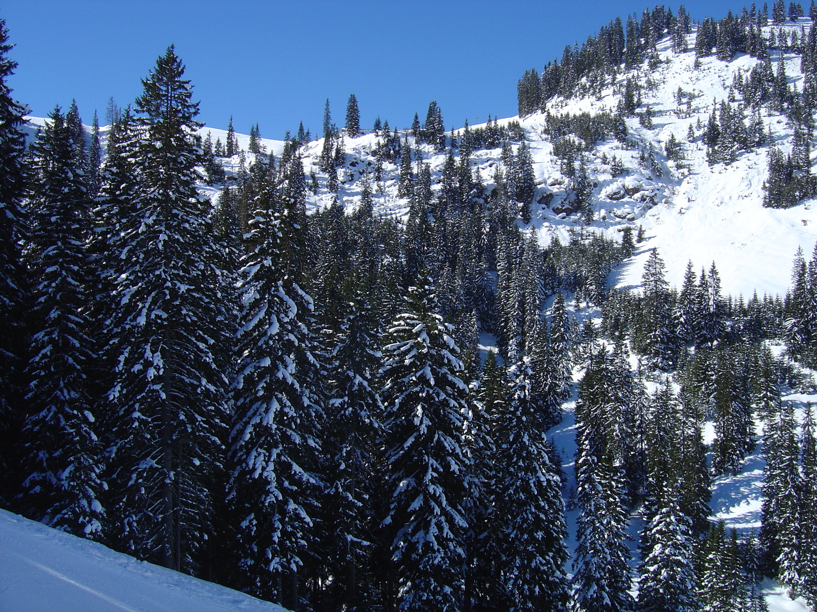 รูปถ่าย ออสเตรีย(Austria) คิทซ์บูเฮล(Kitzbuhel) สกี(Ski) 2005-03 70