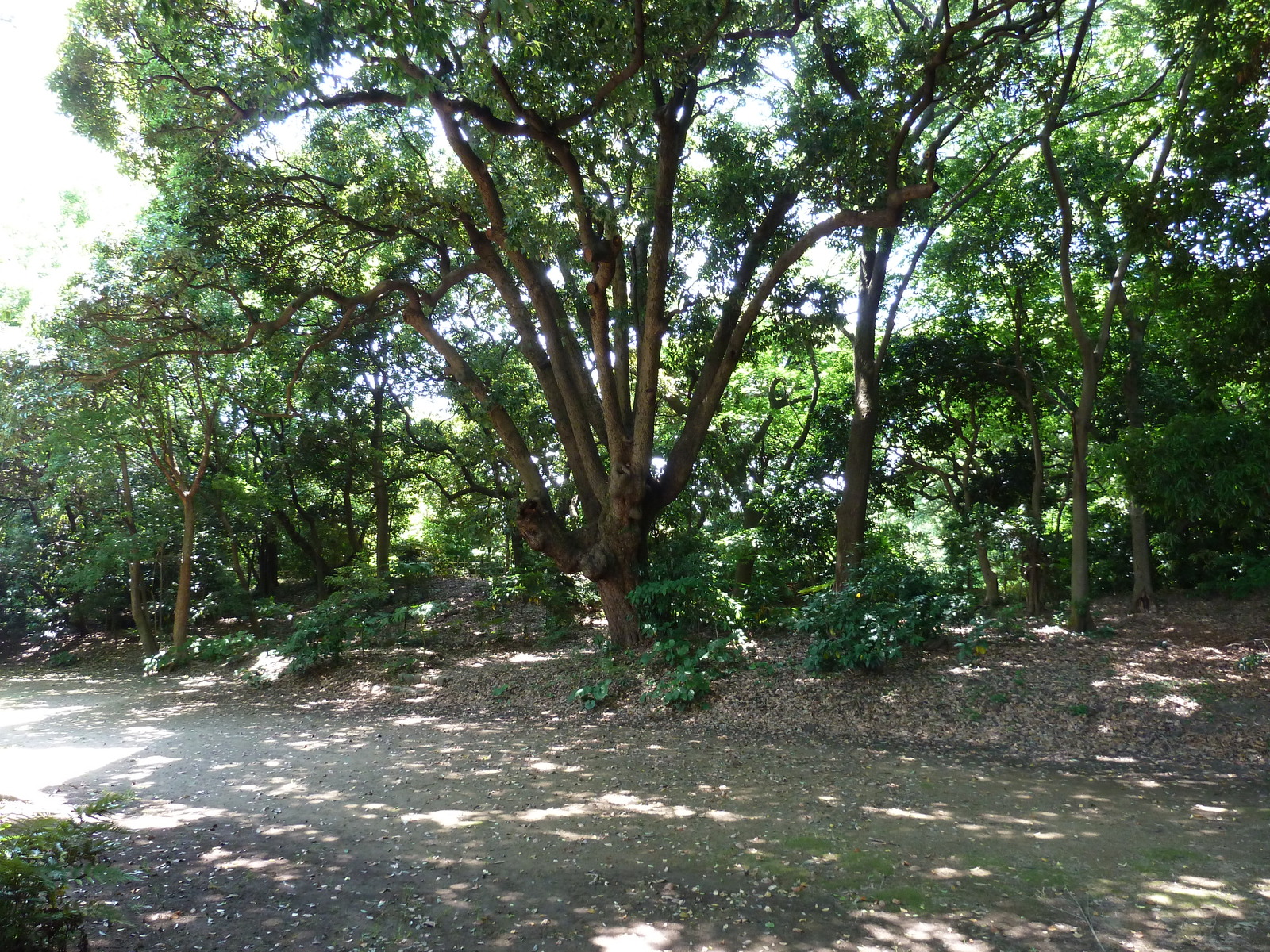 รูปถ่าย ญี่ปุ่น(Japan) โตเกียว(Tokyo) สวนฮามะริคิว(Hama rikyu Gardens) 2010-06 102