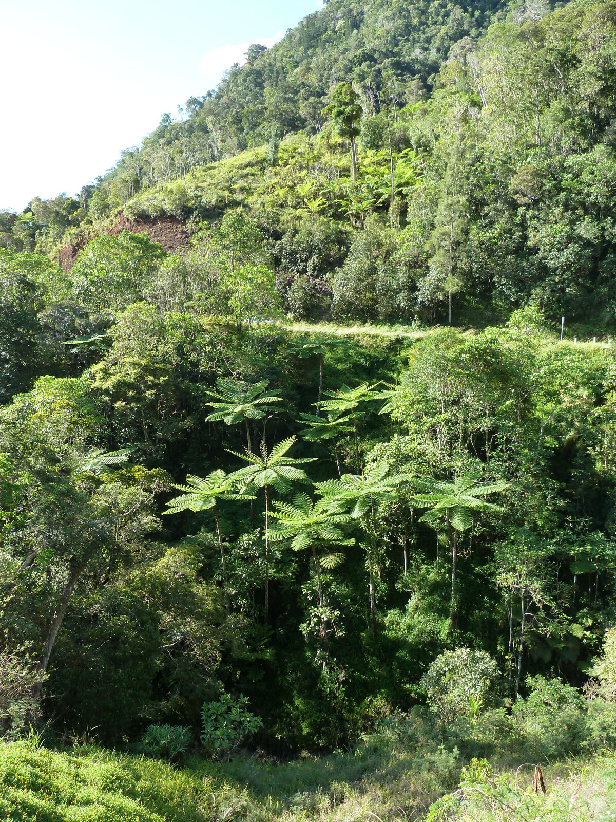 รูปถ่าย นิวแคลิโดเนีย(New Caledonia) ถนนจากกานาลาไปลาฟัว(Canala to La Foa road) 2010-05 53