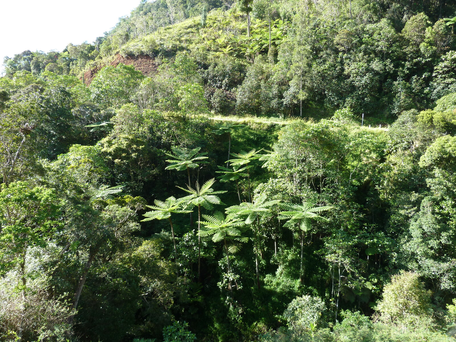 รูปถ่าย นิวแคลิโดเนีย(New Caledonia) ถนนจากกานาลาไปลาฟัว(Canala to La Foa road) 2010-05 45