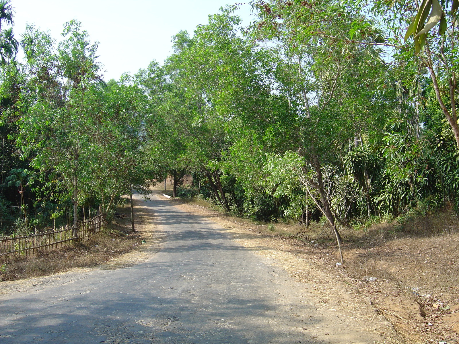 รูปถ่าย พม่า(Myanmar) ถนนจากทวายไปหาดหม่องมะกัน(Road from Dawei to Maungmagan beach) 2005-01 2