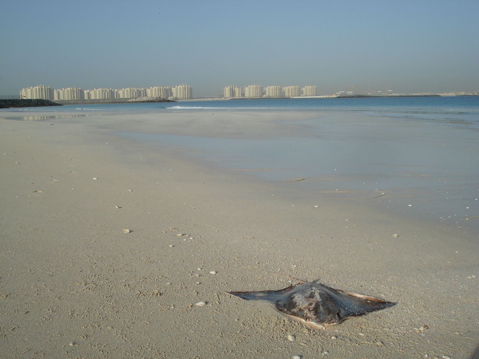 รูปถ่าย สหรัฐอาหรับเอมิเรตส์(United Arab Emirates) ดูไบ(Dubai) หาดจุมัยเราะห์(Jumeirah Beach) 2007-03 21