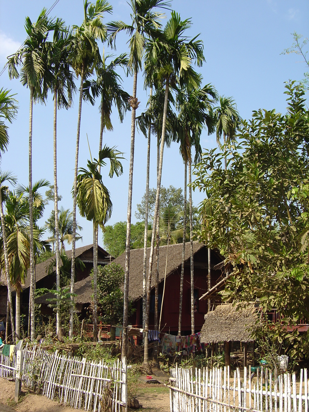 รูปถ่าย พม่า(Myanmar) ถนนจากทวายไปหาดหม่องมะกัน(Road from Dawei to Maungmagan beach) 2005-01 56