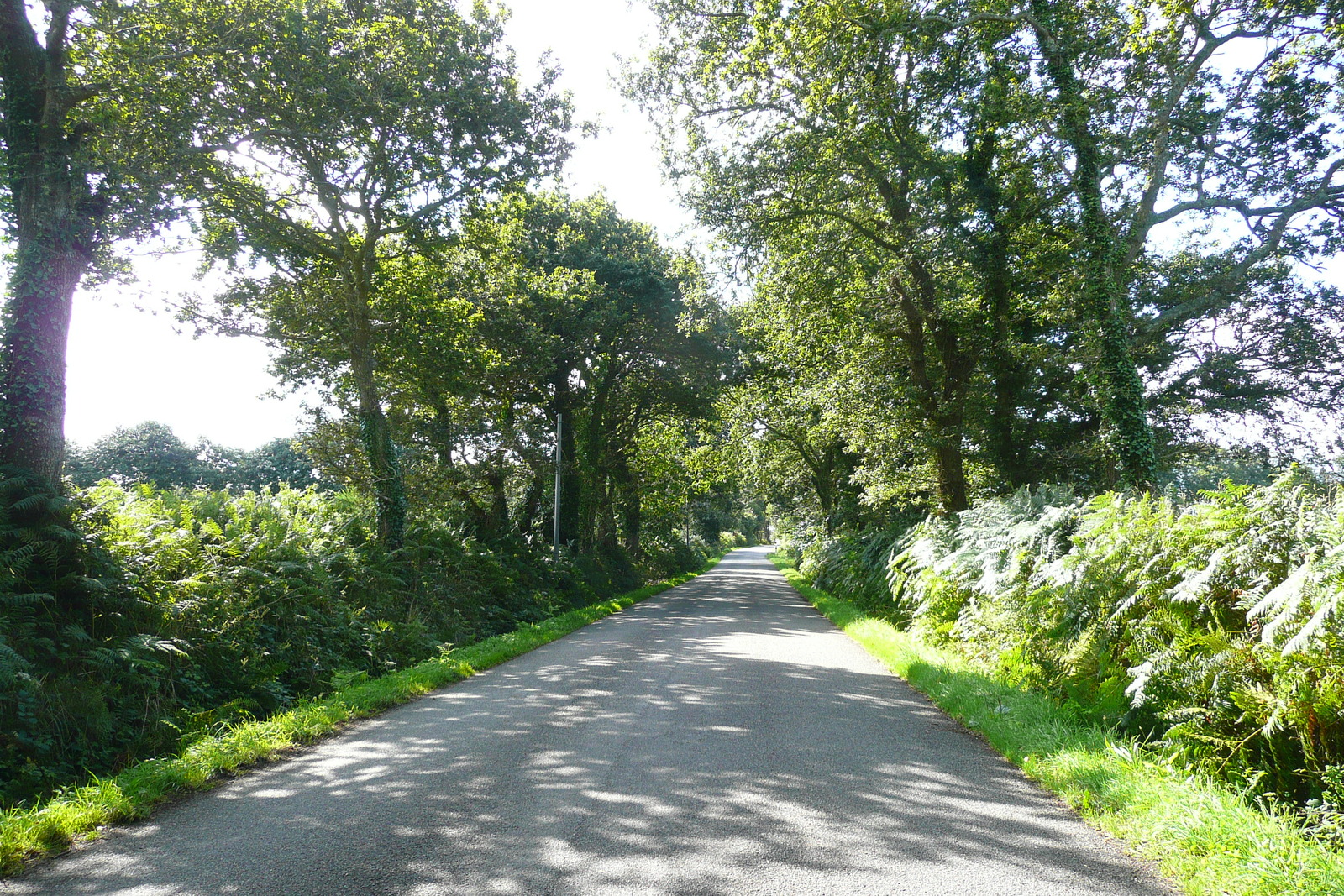 รูปถ่าย ฝรั่งเศส(France) เทรเมอ็อก(Tremeoc) 2008-07 2