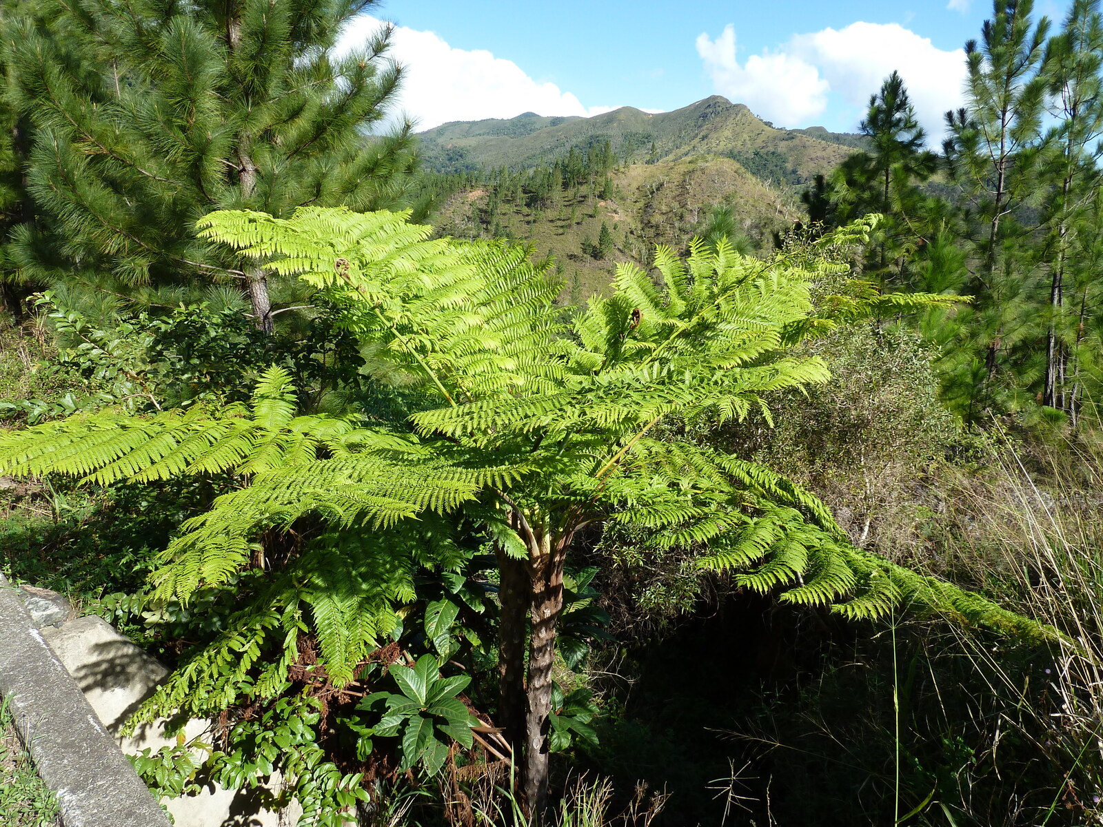 รูปถ่าย นิวแคลิโดเนีย(New Caledonia) ถนนจากกานาลาไปลาฟัว(Canala to La Foa road) 2010-05 3