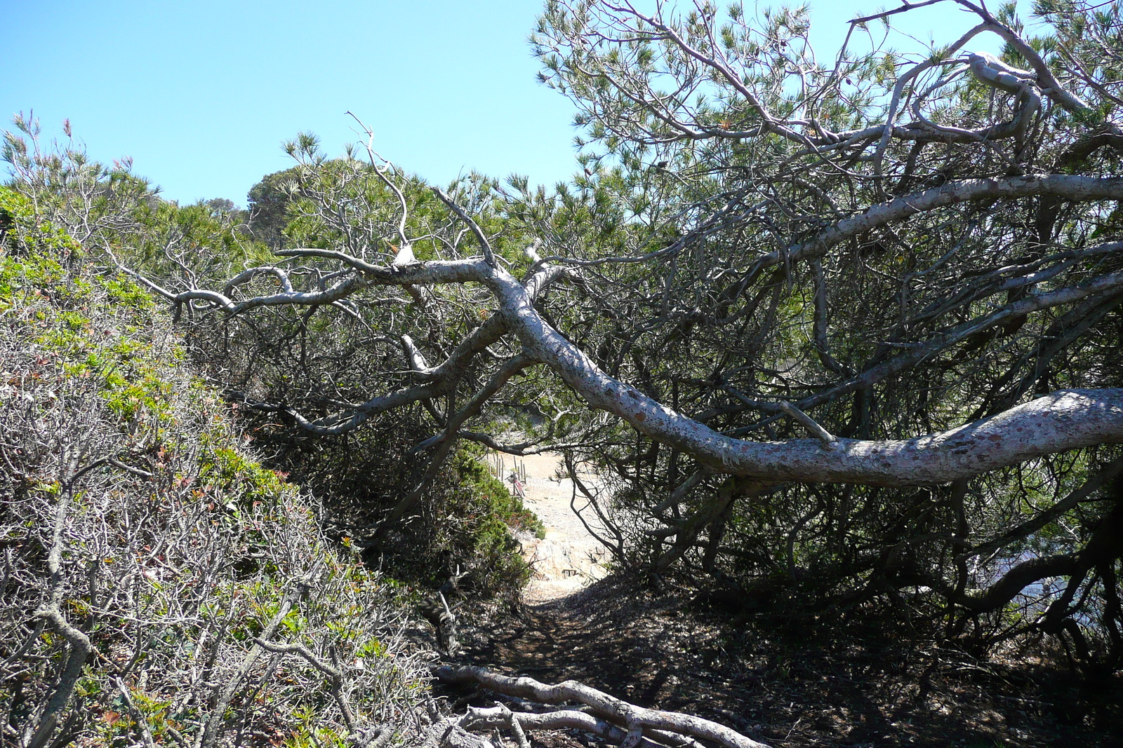 รูปถ่าย ฝรั่งเศส(France) เกาะปอร์เกอรอล(Porquerolles Island) หาดเลอแก็ง(Lequin beach) 2008-05 16