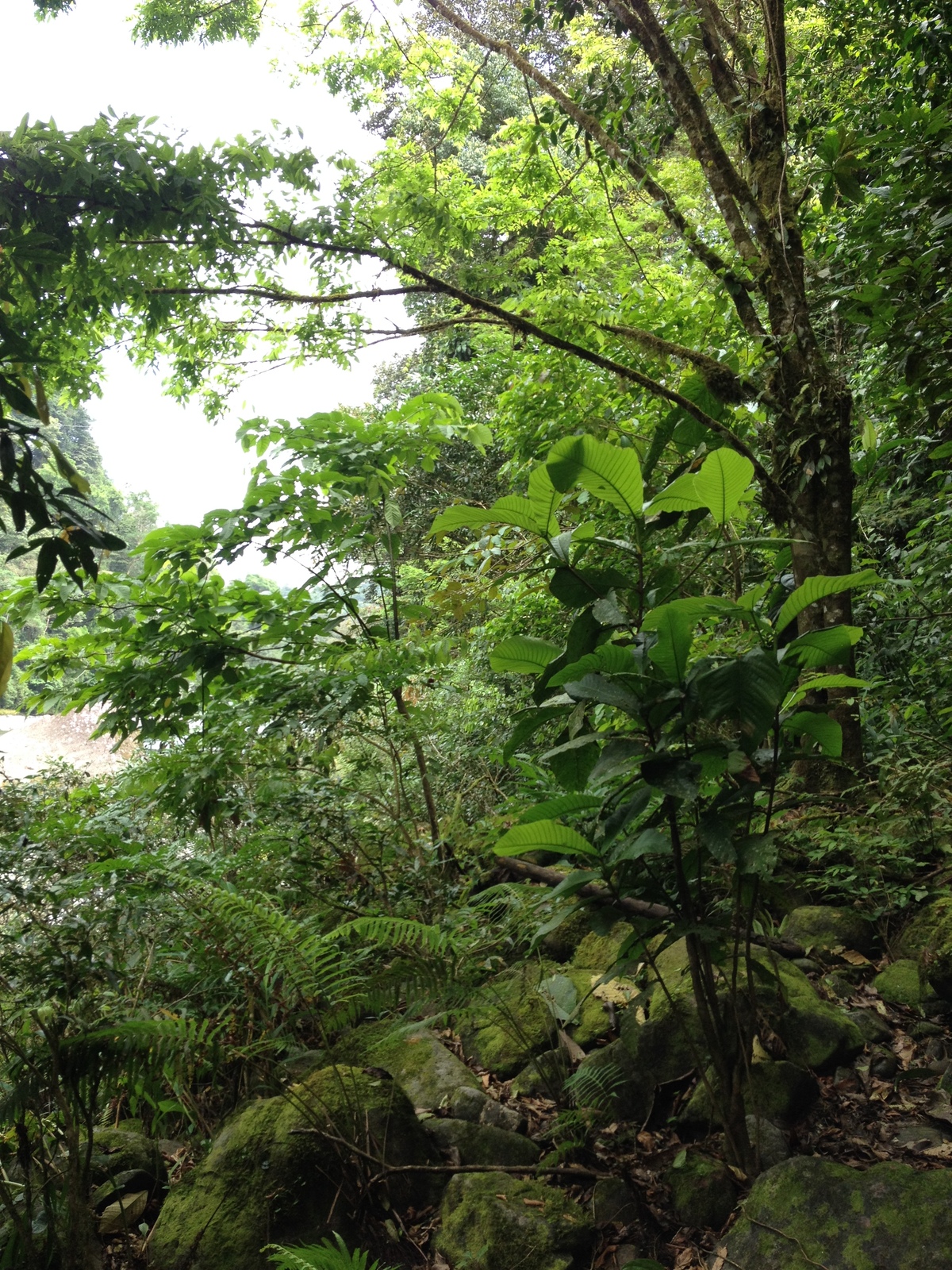 รูปถ่าย คอสตาริกา(Costa Rica) แม่น้ำปากัวเร(Pacuare River) 2015-03 44