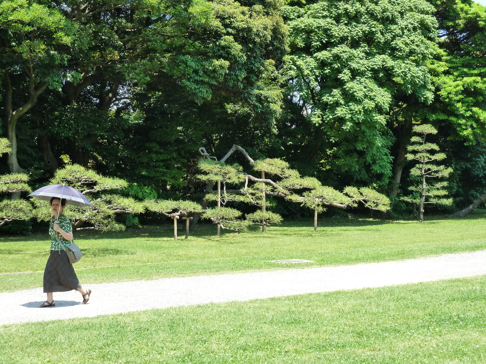 รูปถ่าย ญี่ปุ่น(Japan) โตเกียว(Tokyo) สวนฮามะริคิว(Hama rikyu Gardens) 2010-06 17