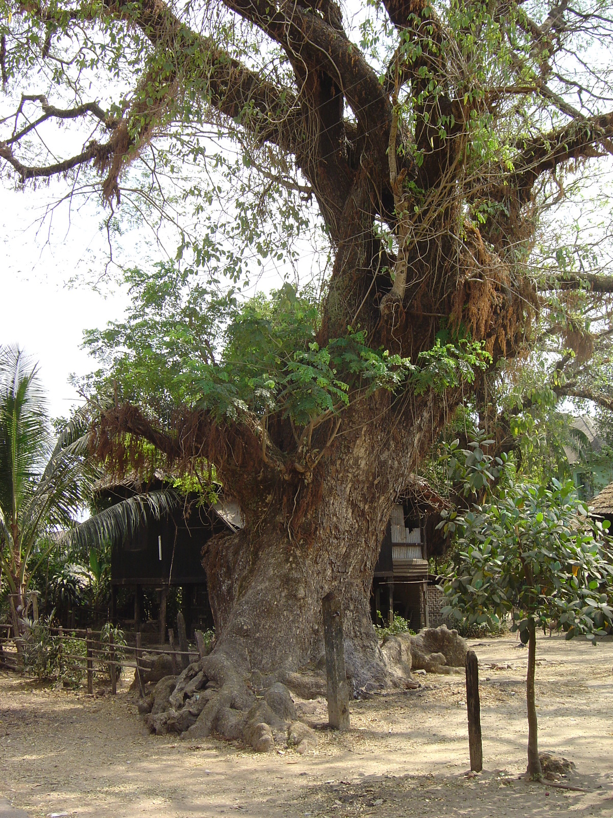 รูปถ่าย พม่า(Myanmar) ทวาย(Dawei (TAVOY)) 2005-01 157