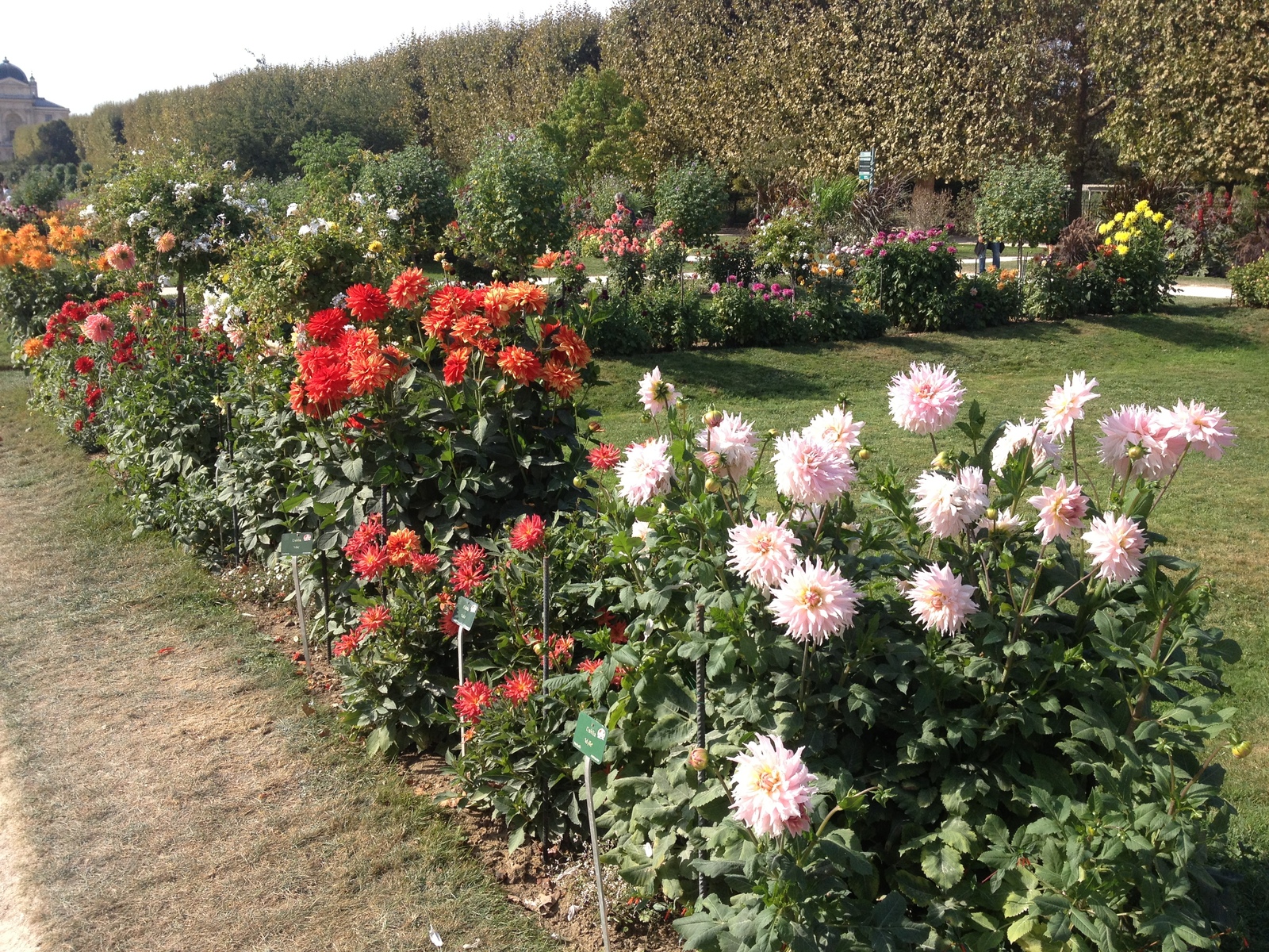 รูปถ่าย ฝรั่งเศส(France) ปารีส(Paris) สวนพันธ์ุพืช(Jardin des Plantes) 2014-09 4