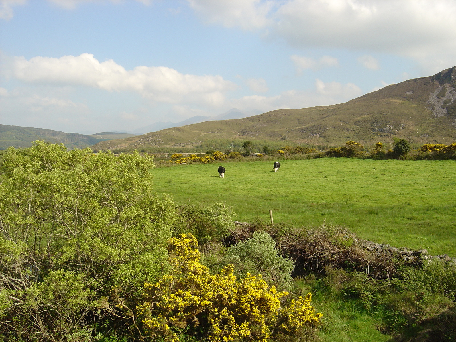 รูปถ่าย ไอร์แลนด์(Ireland) เคอร์รี่(Kerry) ทะเลสาบคารา(Caragh Lake) 2004-05 12