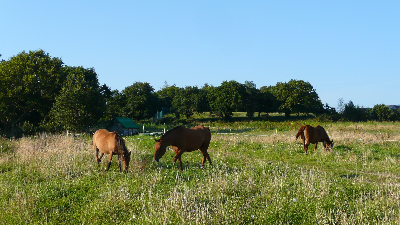 รูปถ่าย ฝรั่งเศส(France) เกรองเดอ(Guerande) 2007-08 15