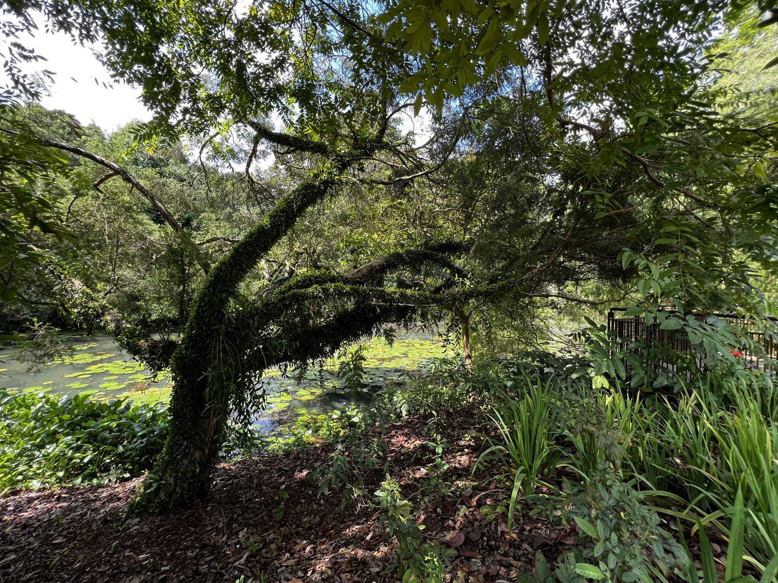 รูปถ่าย สิงคโปร์(Singapore) สวนพฤกษศาสตร์สิงคโปร์(Singapore Botanic Gardens) 2023-01 27