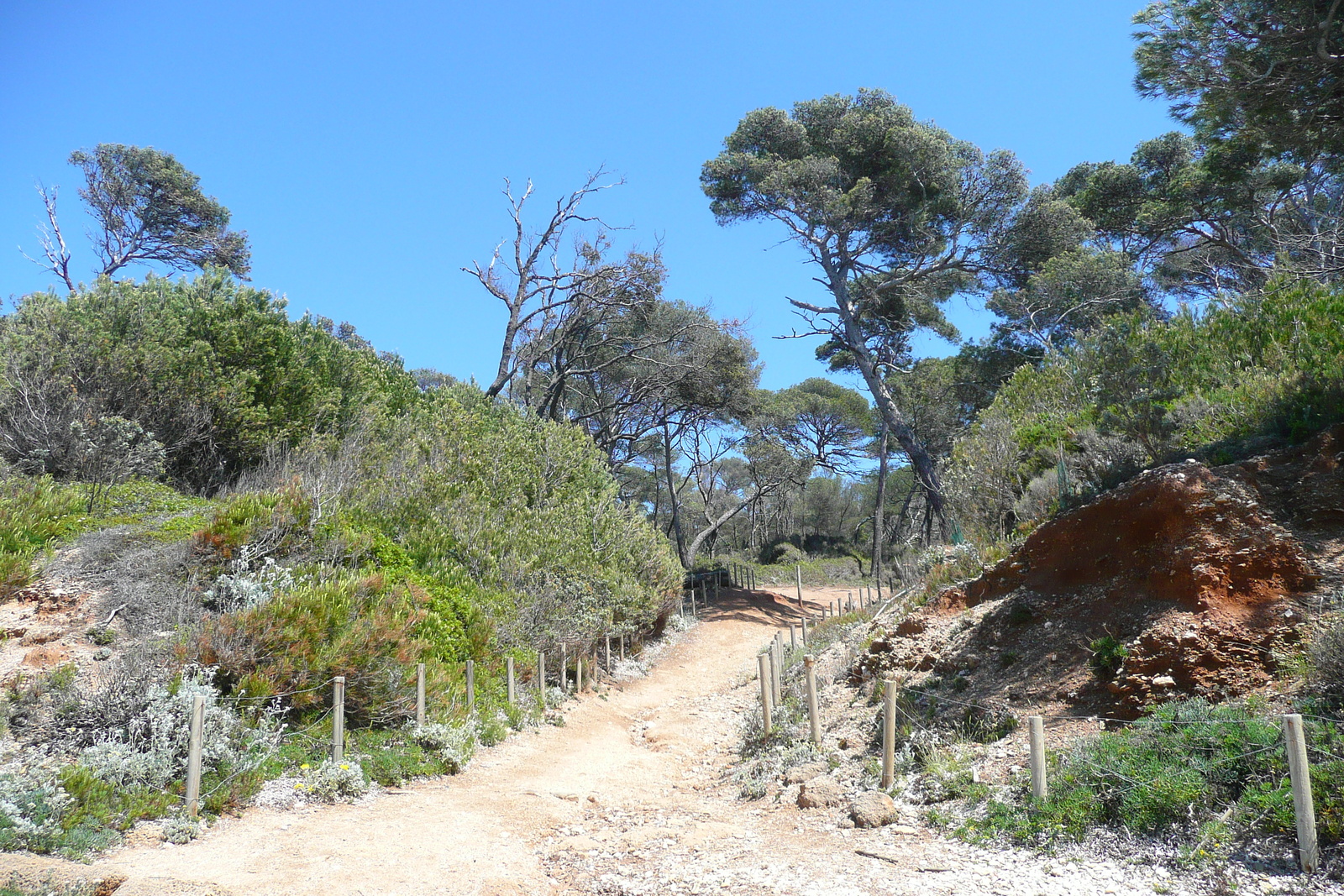 รูปถ่าย ฝรั่งเศส(France) เกาะปอร์เกอรอล(Porquerolles Island) หาดกูร์ตาด(Courtade beach) 2008-05 74