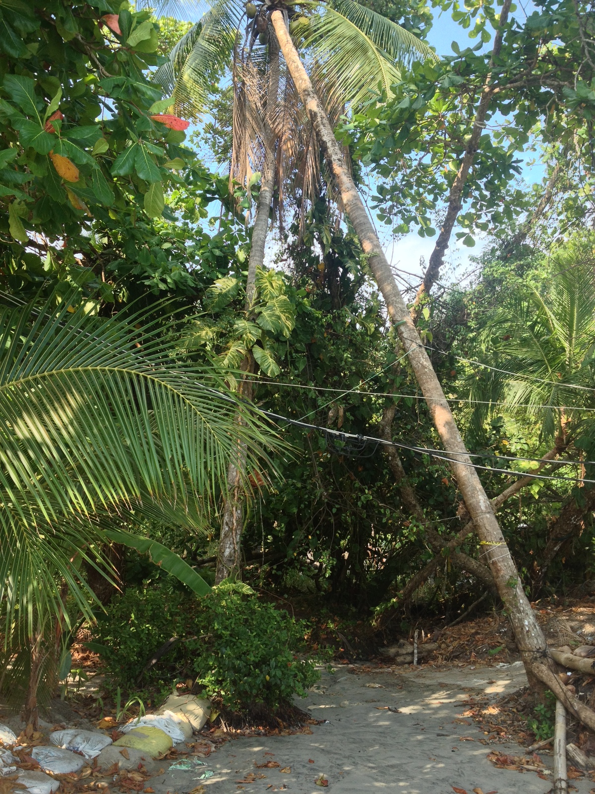 รูปถ่าย คอสตาริกา(Costa Rica) มานวยล์อันโตนีโอ(Manuel Antonio) 2015-03 202
