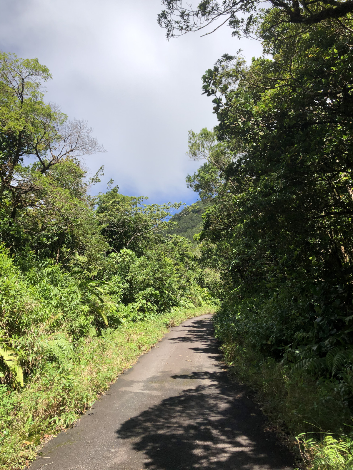 รูปถ่าย กวาเดอลูป(Guadeloupe) ภูเขาไฟลากร็องด์ซูฟรีแยร์(La Grande Soufriere) 2021-02 72