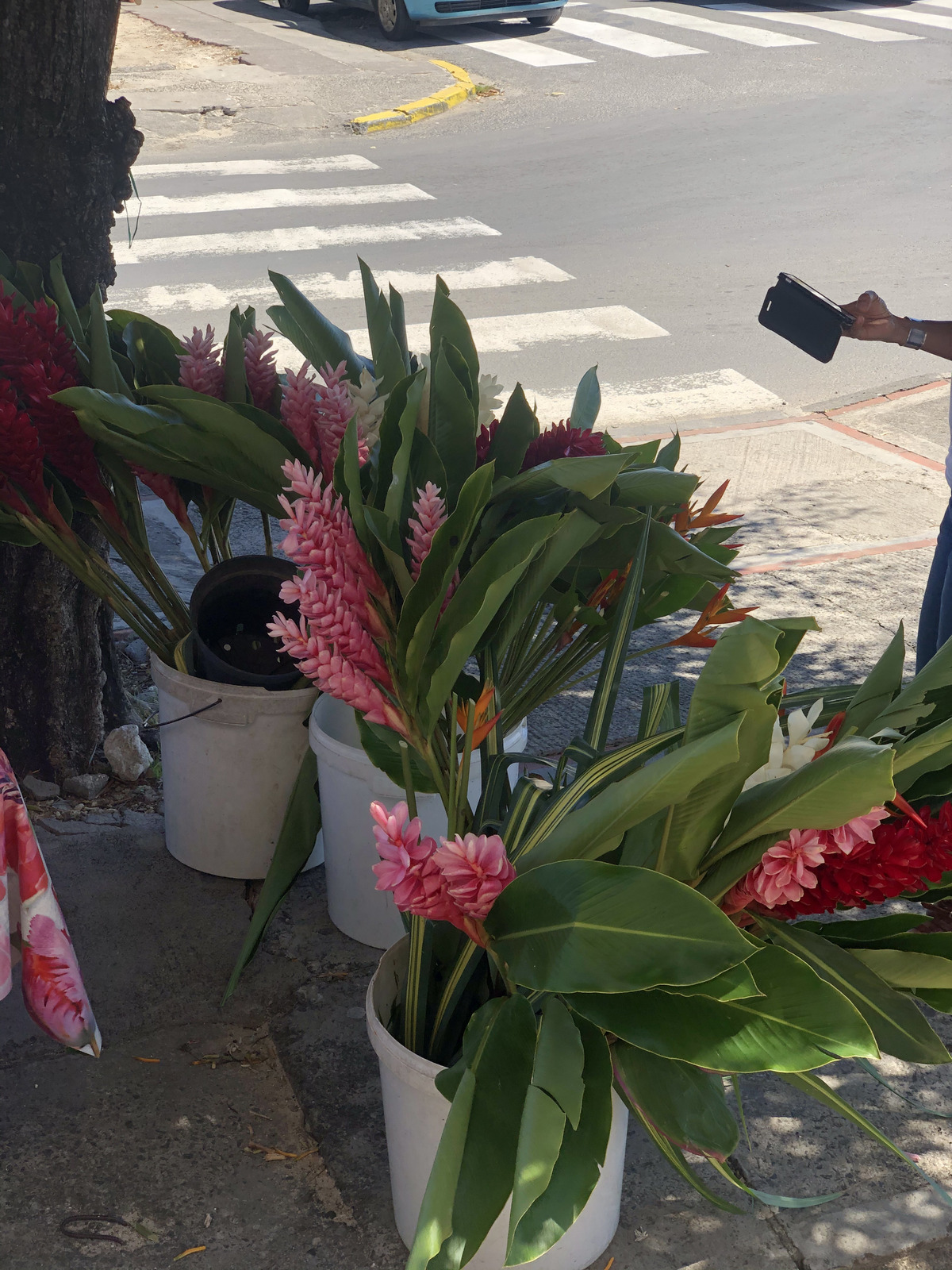 รูปถ่าย กวาเดอลูป(Guadeloupe) แซ็งตาน(Sainte Anne) 2021-02 14