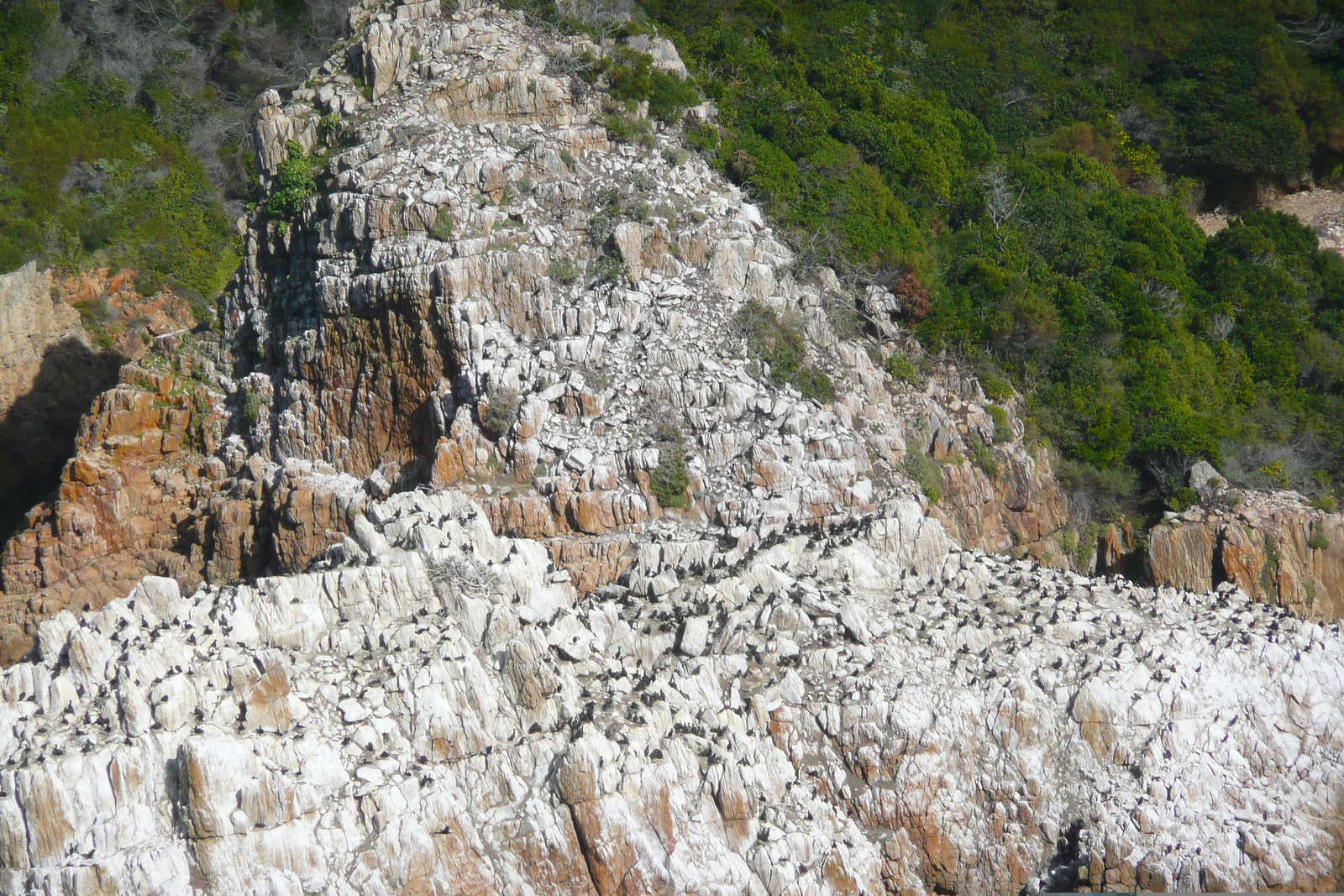 รูปถ่าย แอฟริกาใต้(South Africa) ไนส์นาเฮดส์(Knysna Heads) 2008-09 8