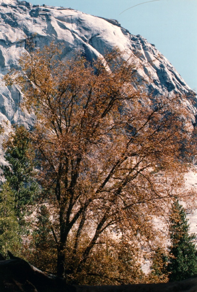 รูปถ่าย สหรัฐอเมริกา(United States) อุทยานแห่งชาติโยเซมิที(Yosemite National Park) 1992-08 8