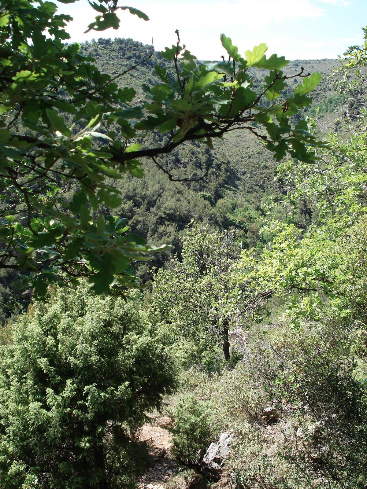 รูปถ่าย ฝรั่งเศส(France) วังซ์(Vence) บาอู(Baou) 2006-06 33