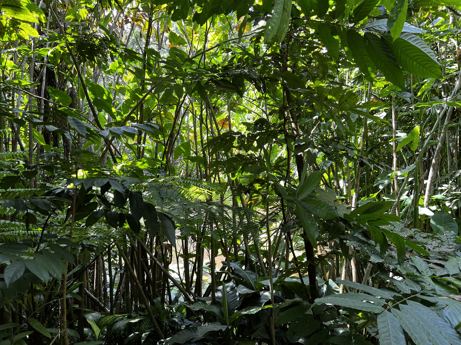 รูปถ่าย สิงคโปร์(Singapore) สวนพฤกษศาสตร์สิงคโปร์(Singapore Botanic Gardens) 2023-01 30