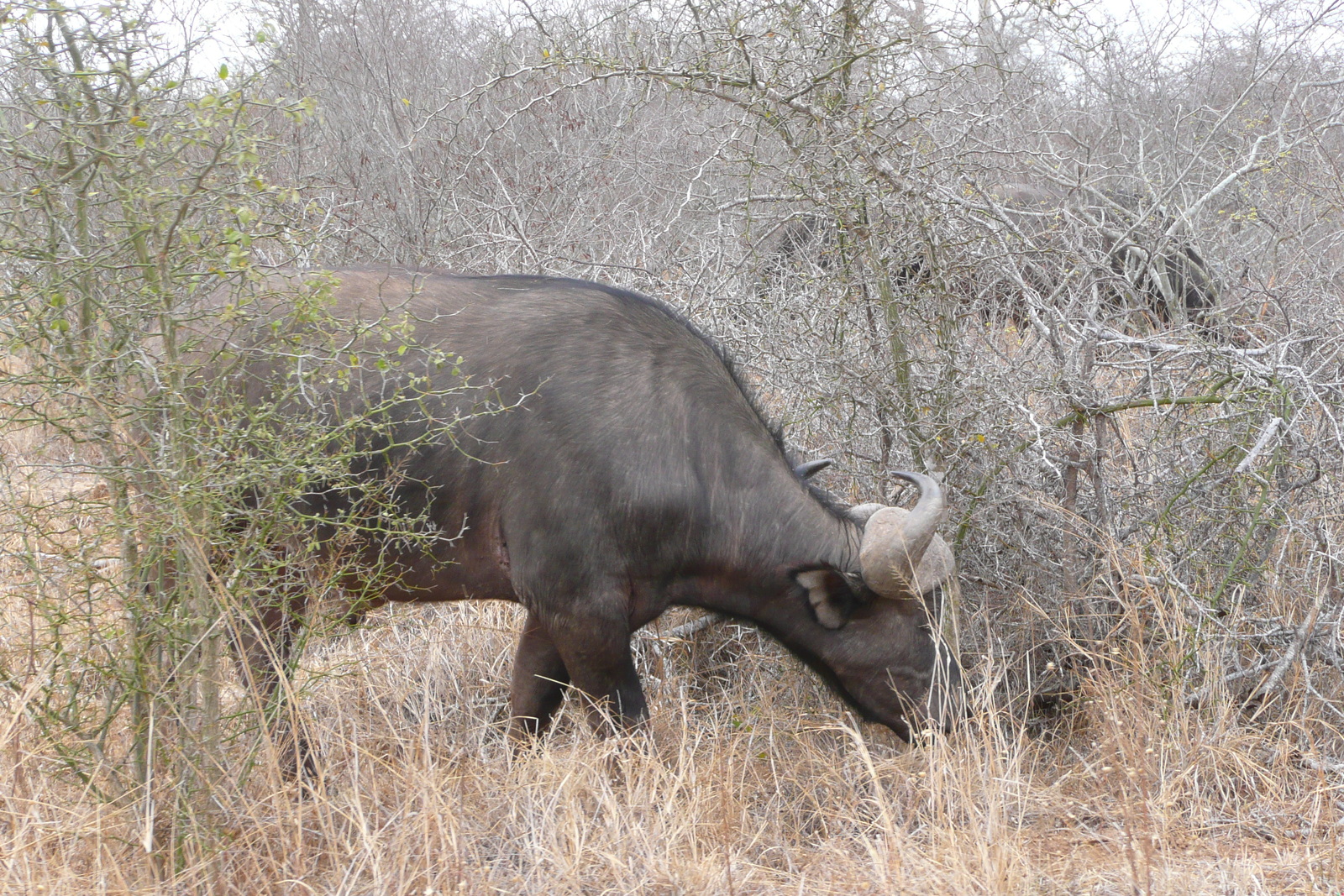 รูปถ่าย แอฟริกาใต้(South Africa) อุทยานแห่งชาติครูเกอร์(Kruger National Park) แม่น้ำซาเบิล(Sable River) 2008-09 20