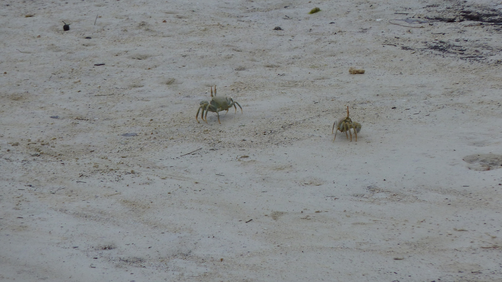 รูปถ่าย เซเชลส์(Seychelles) เกาะมาเฮ(Mahe) 2011-10 221