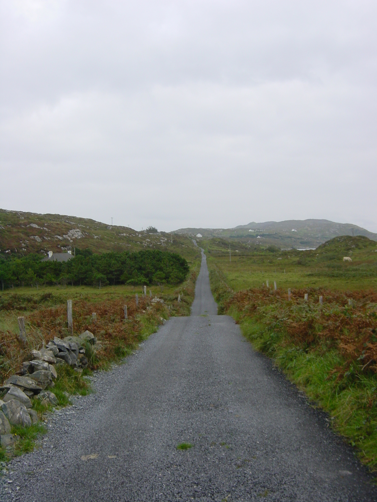รูปถ่าย ไอร์แลนด์(Ireland) คอนเนอมารา(Connemara) 2003-09 70