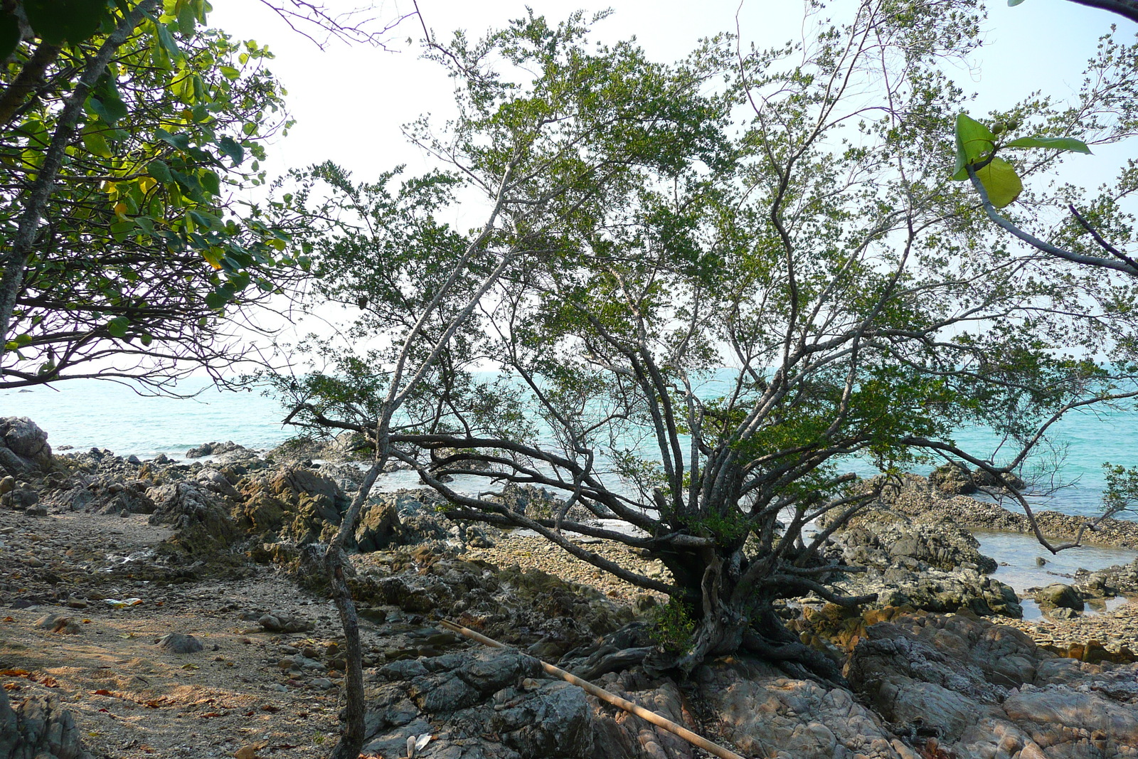 รูปถ่าย ไทย(Thailand) ชลบุรี(Chonburi) หาดทรายแก้ว(Sai Keaw Beach) 2008-01 27