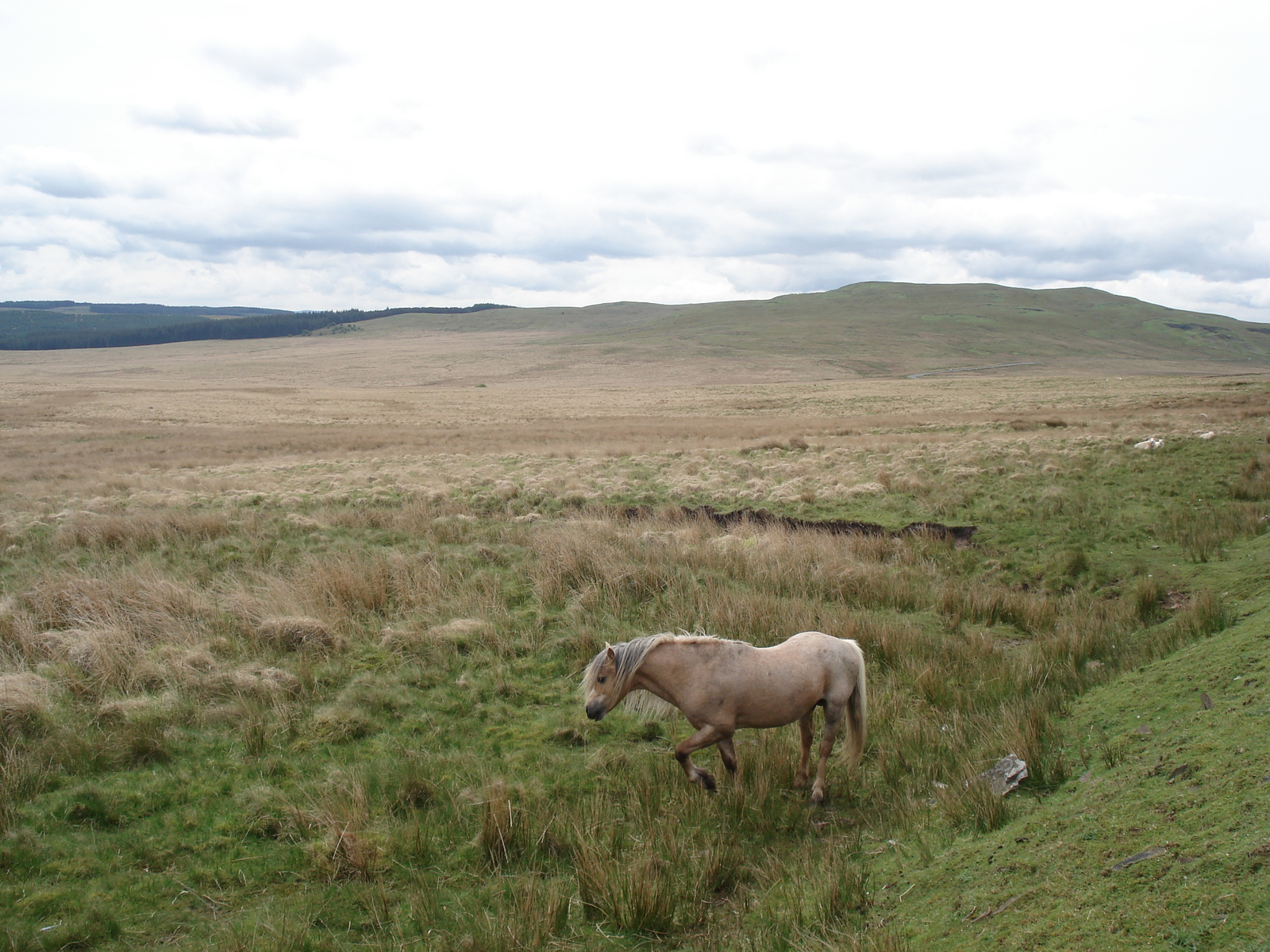 รูปถ่าย อังกฤษ(United Kingdom) อุทยานแห่งชาติเบรคอนบีคอนส์(Brecon Beacons National Park) 2006-05 25