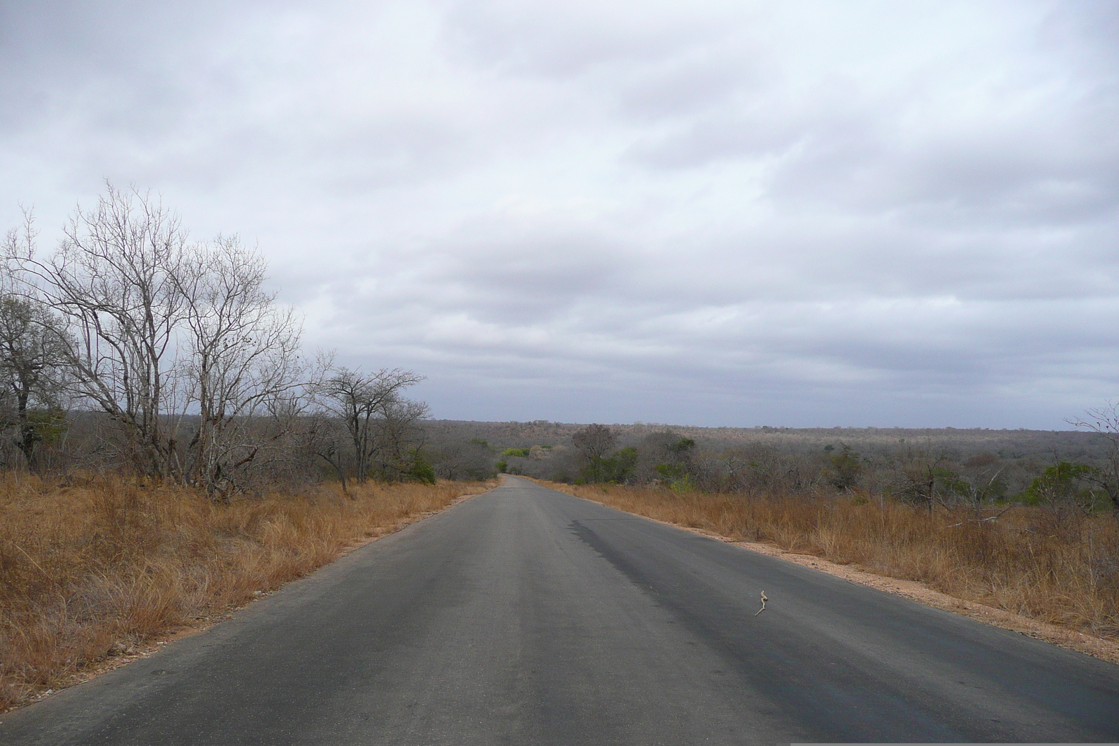 รูปถ่าย แอฟริกาใต้(South Africa) อุทยานแห่งชาติครูเกอร์(Kruger National Park) 2008-09 180