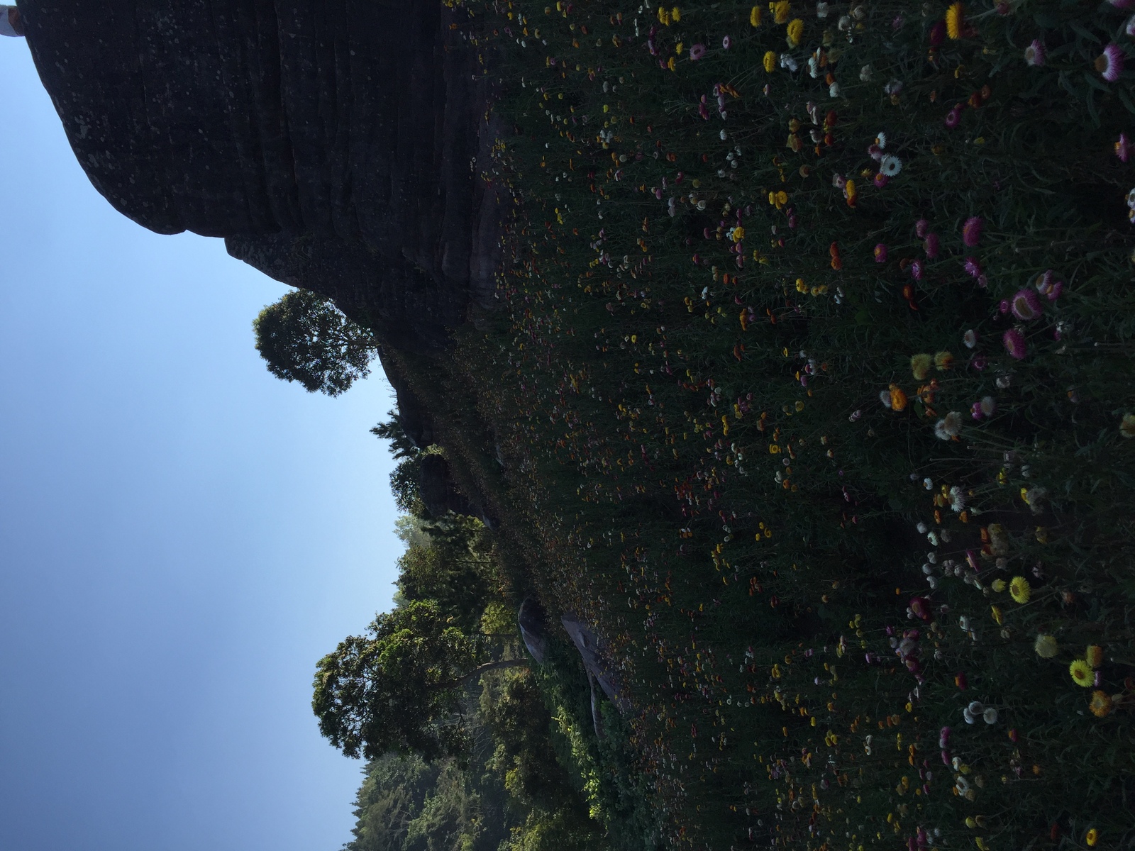 รูปถ่าย ไทย(Thailand) อุทยานแห่งชาติภูหินร่องกล้า(Phu Hin Rong Kla National Park) 2014-12 362