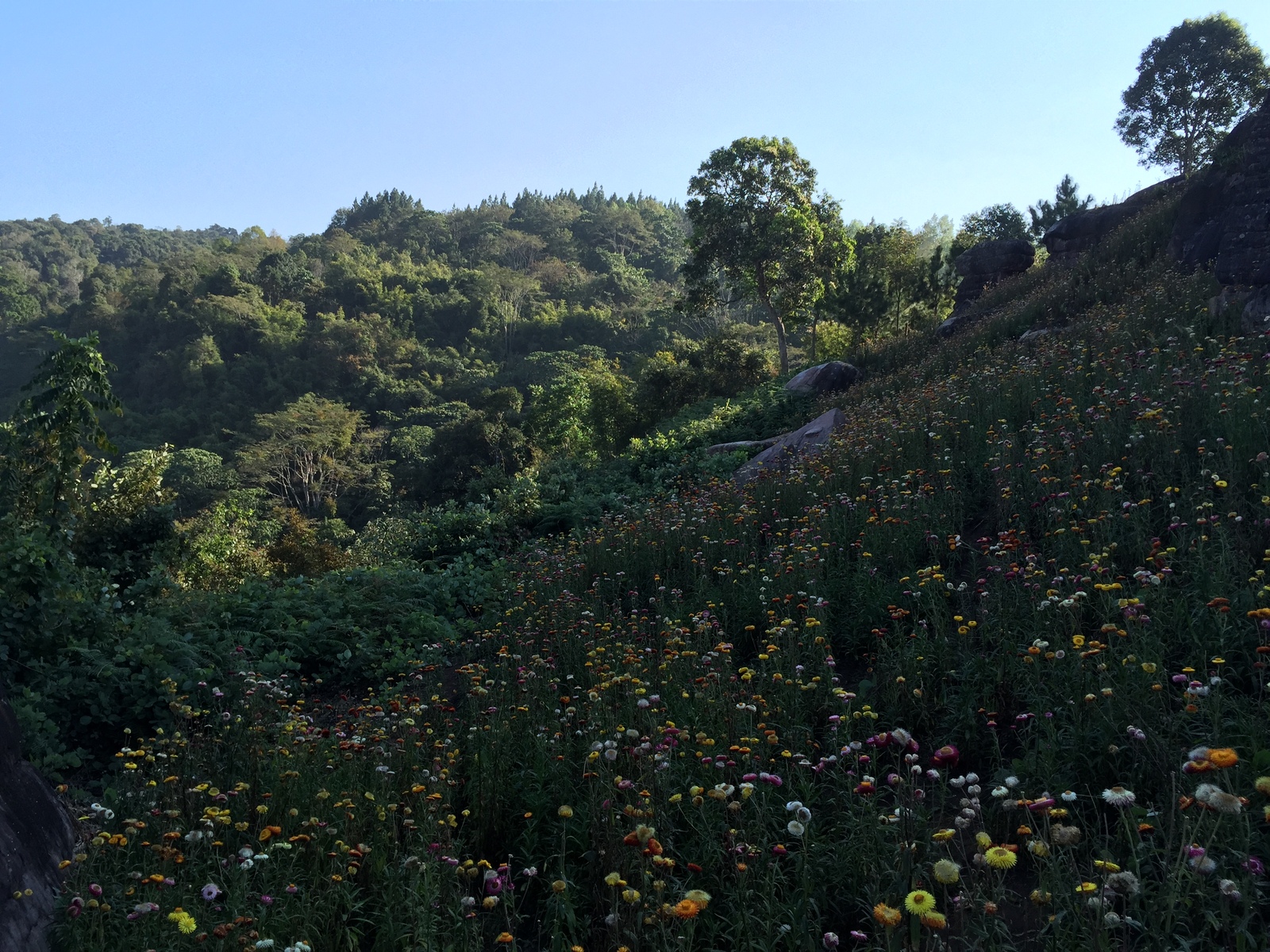 รูปถ่าย ไทย(Thailand) อุทยานแห่งชาติภูหินร่องกล้า(Phu Hin Rong Kla National Park) 2014-12 339