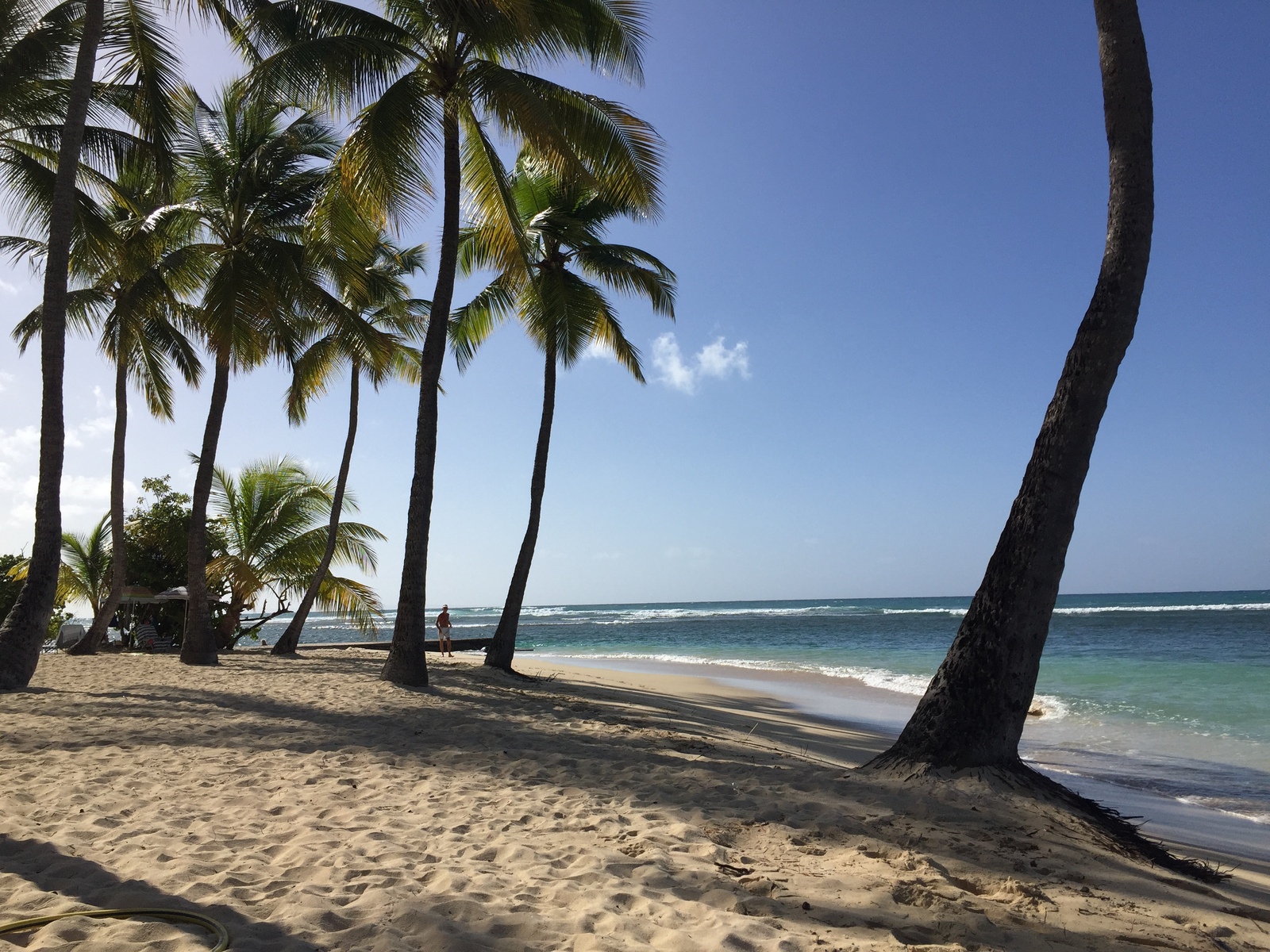 รูปถ่าย กวาเดอลูป(Guadeloupe) หาดลาการาแวล(La Caravelle Beach) 2021-02 89