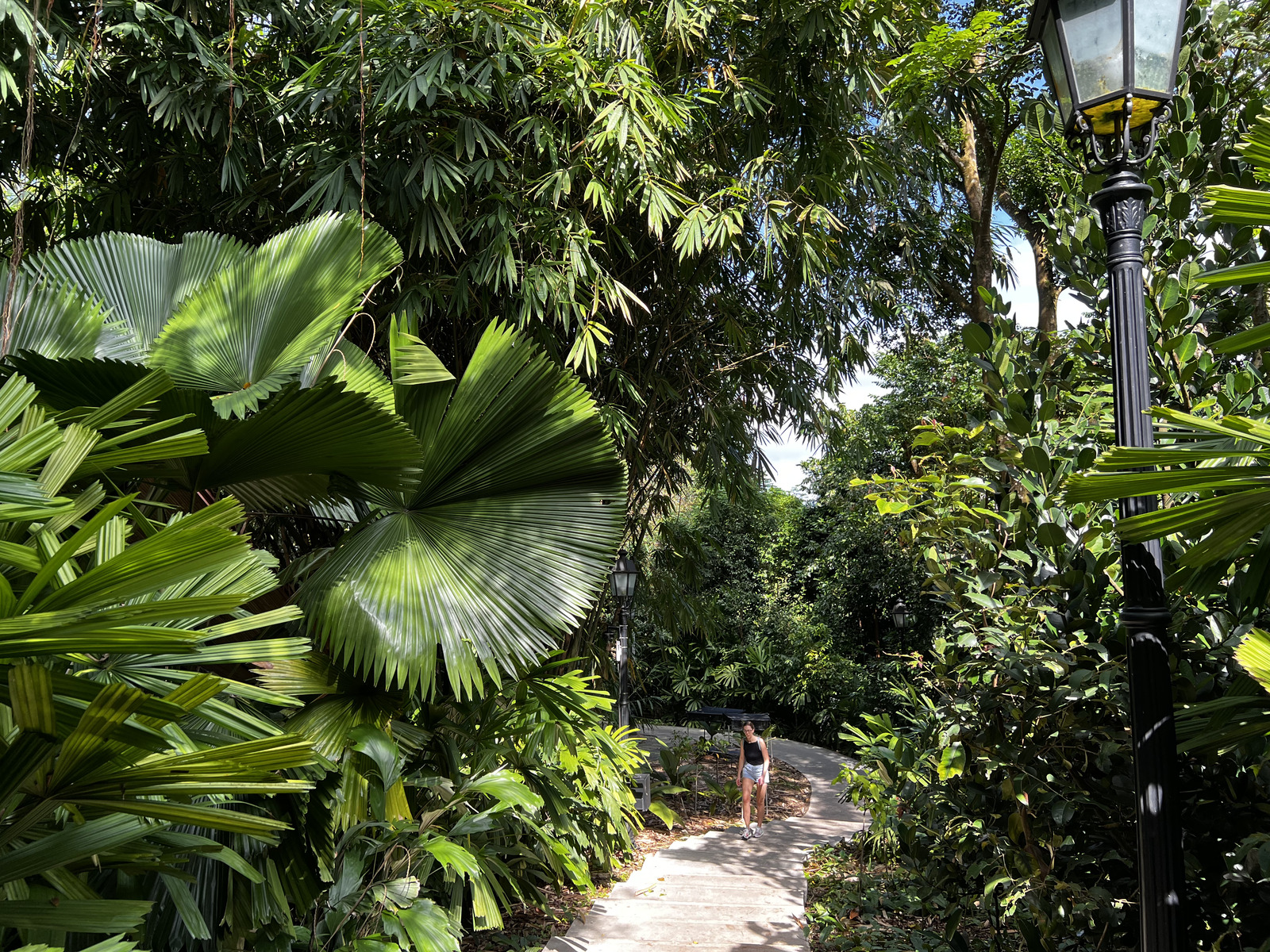 รูปถ่าย สิงคโปร์(Singapore) สวนพฤกษศาสตร์สิงคโปร์(Singapore Botanic Gardens) 2023-01 18