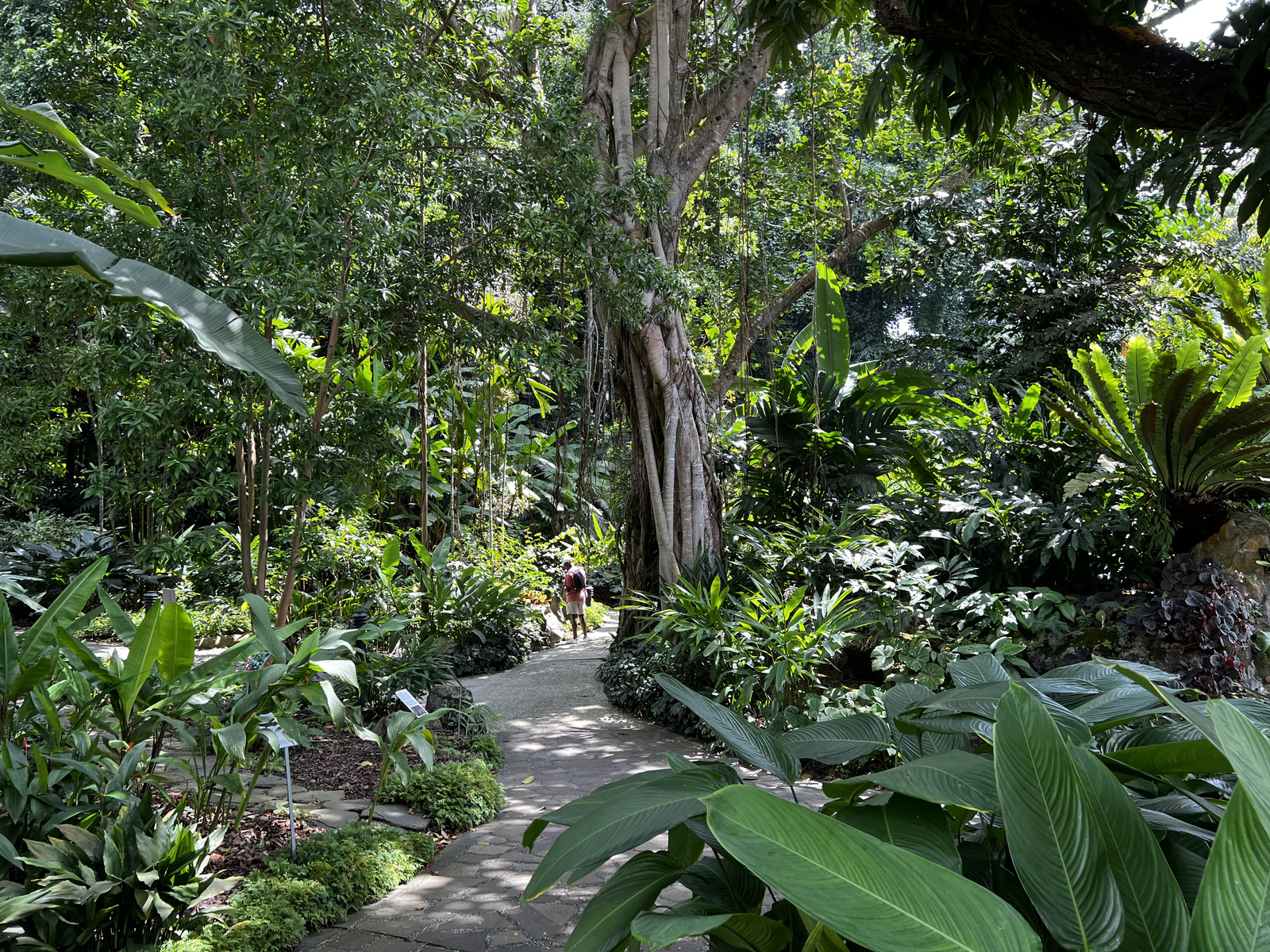 รูปถ่าย สิงคโปร์(Singapore) สวนพฤกษศาสตร์สิงคโปร์(Singapore Botanic Gardens) 2023-01 80