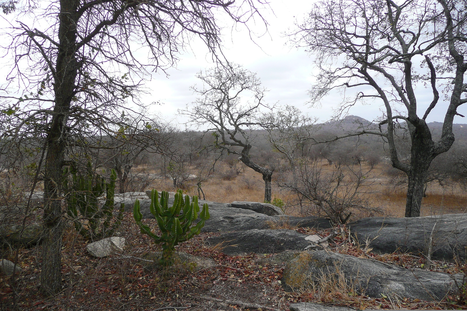 รูปถ่าย แอฟริกาใต้(South Africa) อุทยานแห่งชาติครูเกอร์(Kruger National Park) 2008-09 182